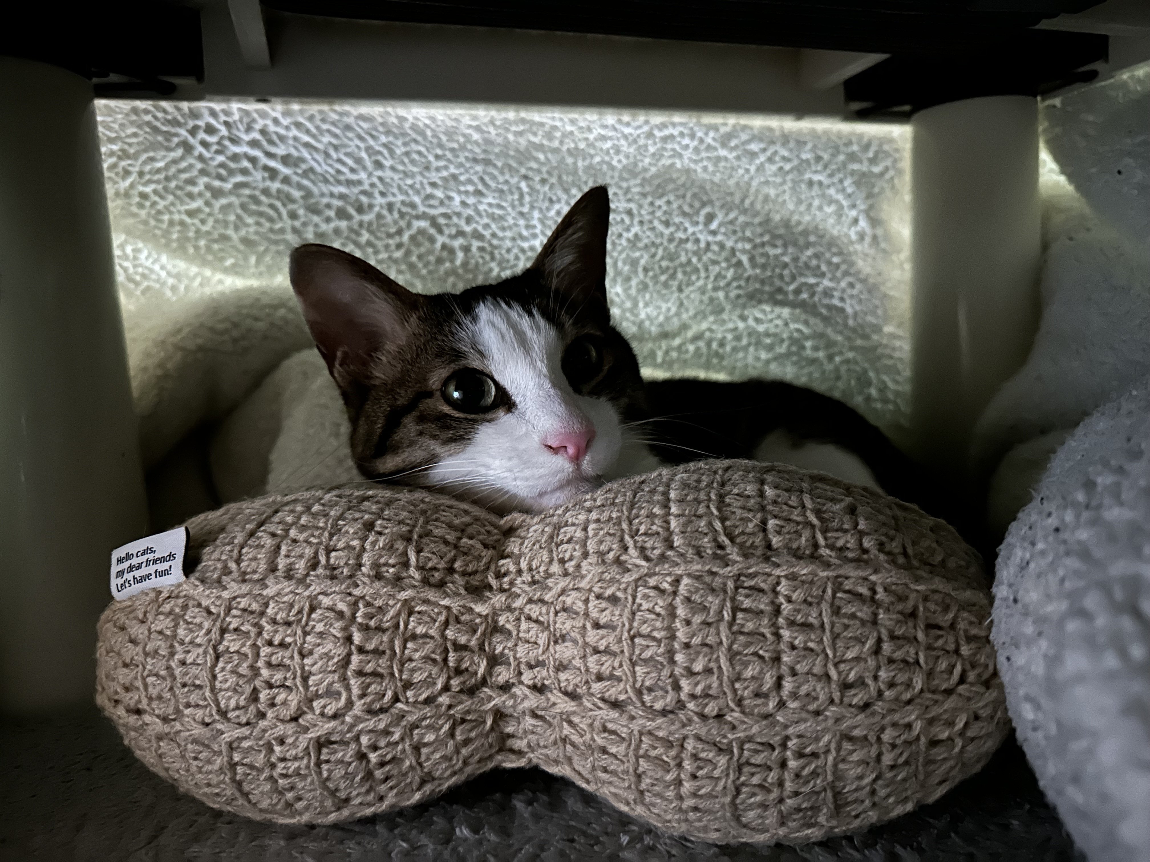 Hello cats my dear friends 猫ベッド 猫雑貨の話【Hello cats, my dear friends】｜だにぃ