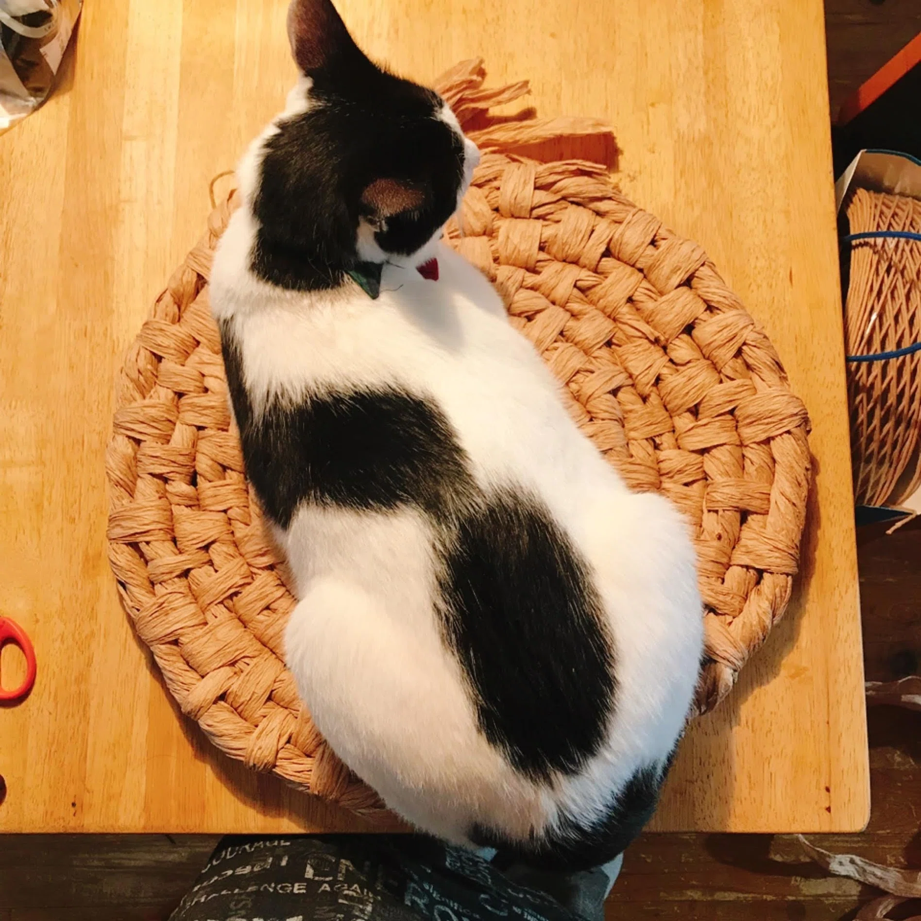 ペーパーコードで出来る猫ちぐら｜Manami