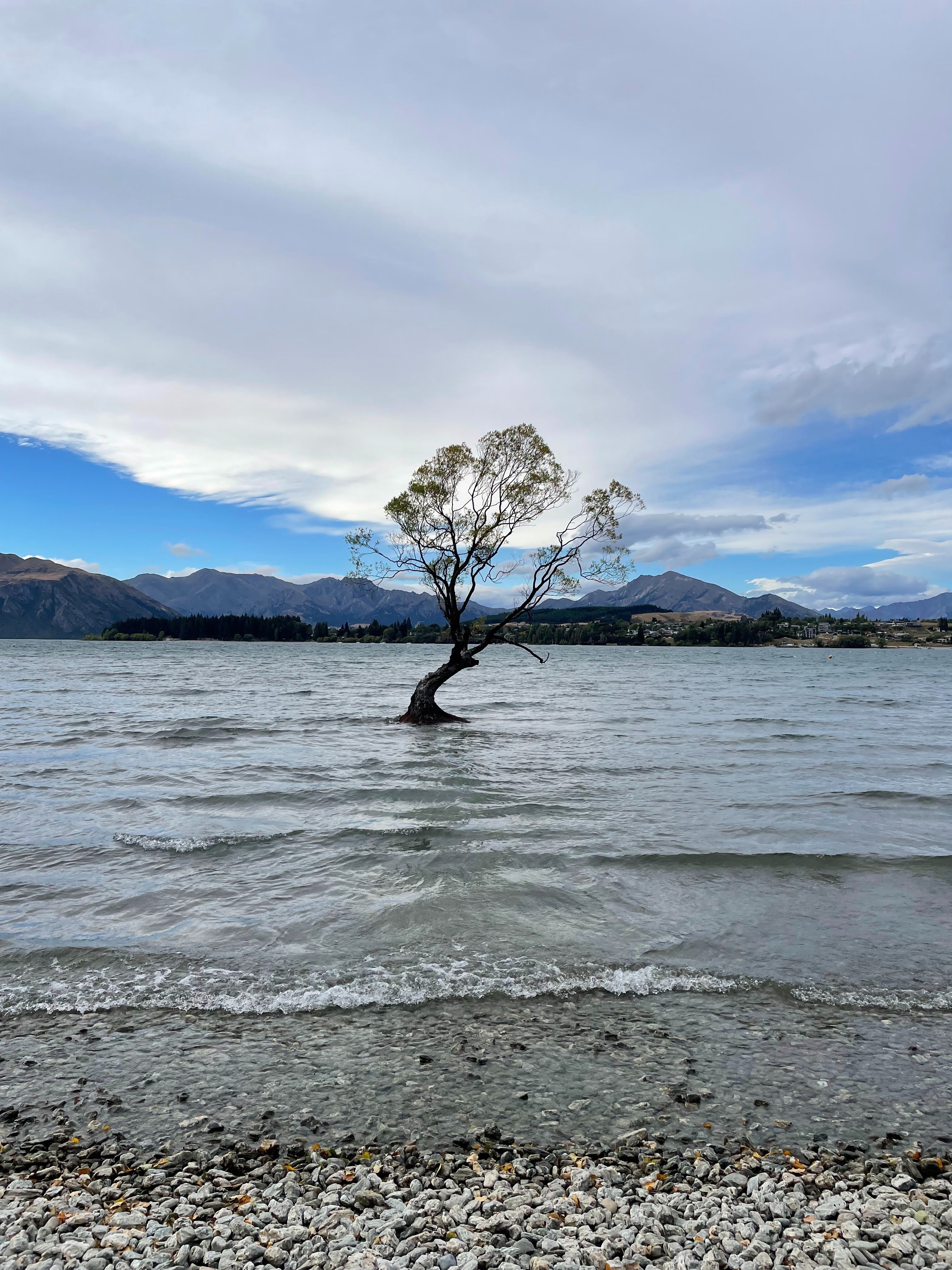 カンタロープアイランド（枝変わり） XOOX AJING GR III