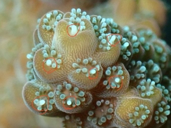 サンゴのポリプを見すぎて気がついた