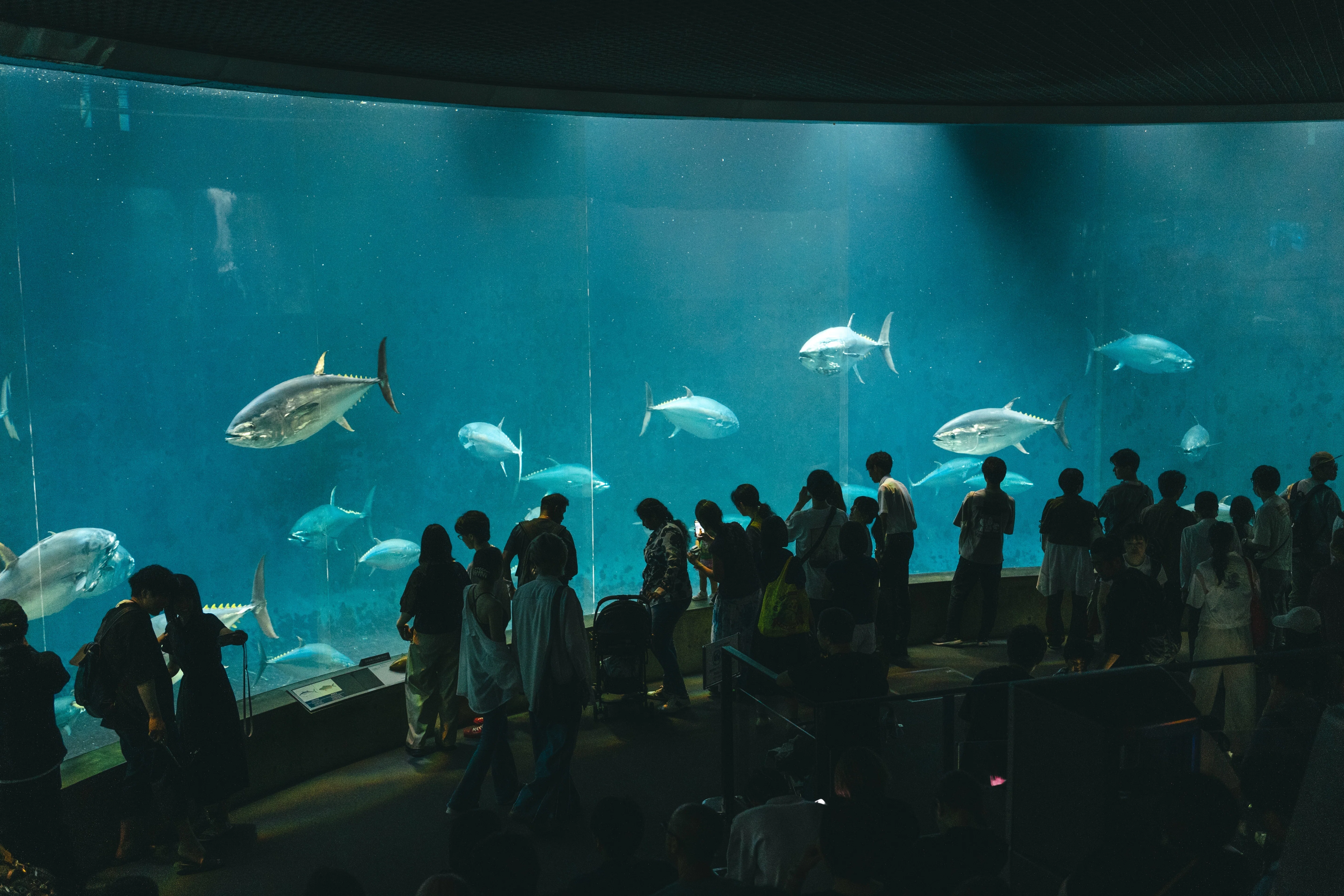 さかなラボ活動記録】葛西臨海水族園で「世界の海」と「東京の海」を