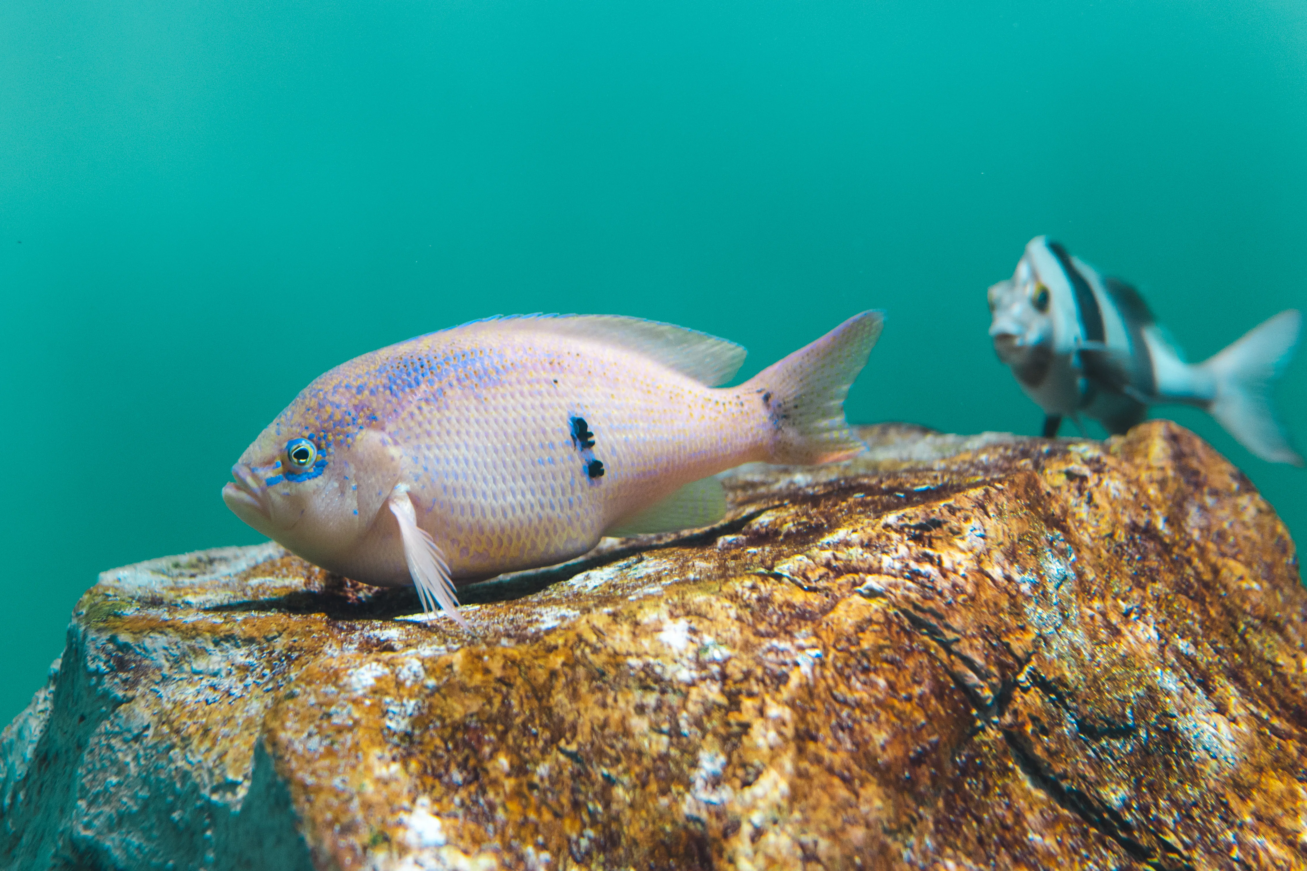 さかなラボ活動記録】葛西臨海水族園で「世界の海」と「東京の海」を