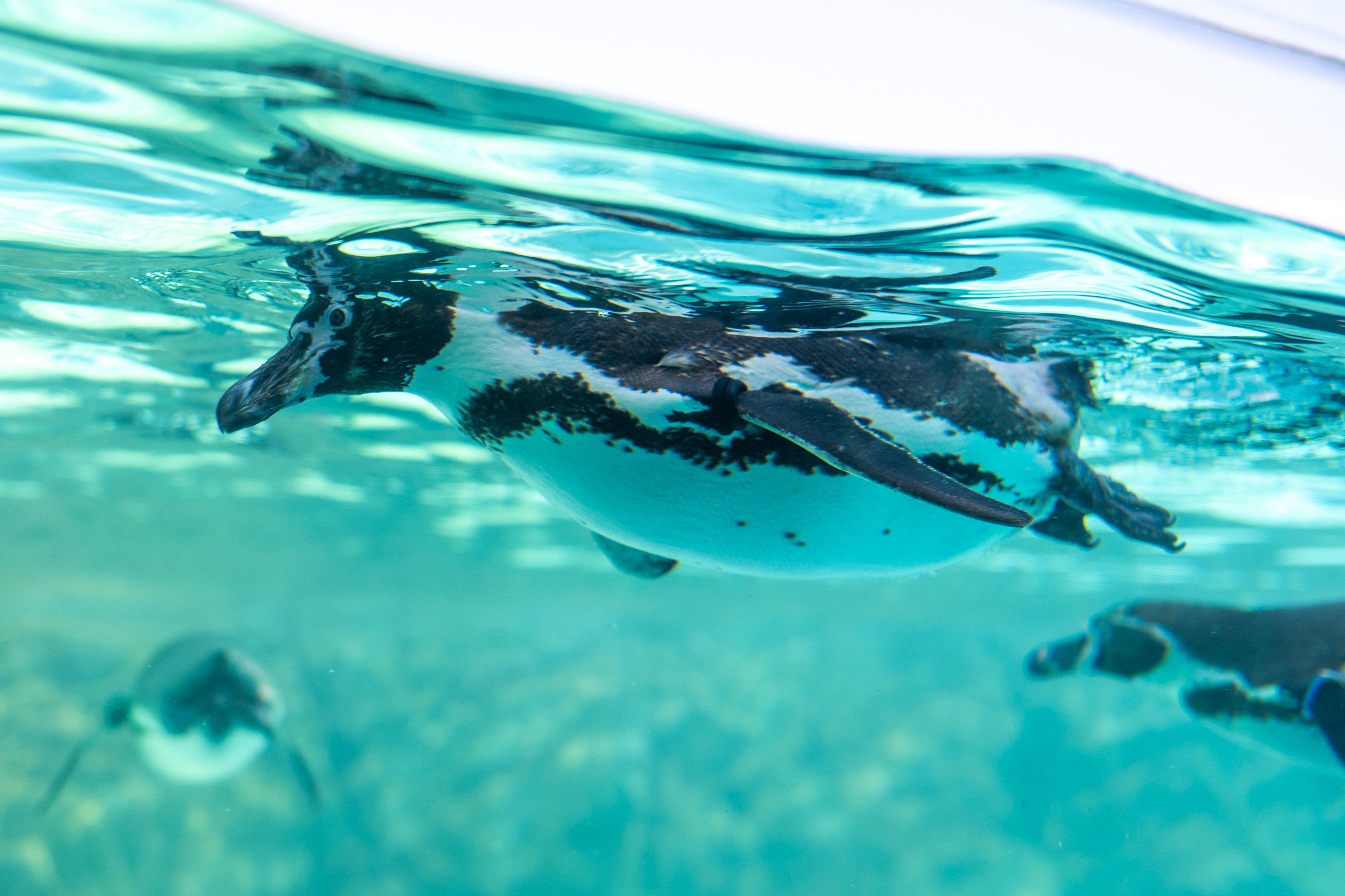 さかなラボ活動記録】葛西臨海水族園で「世界の海」と「東京の海」を
