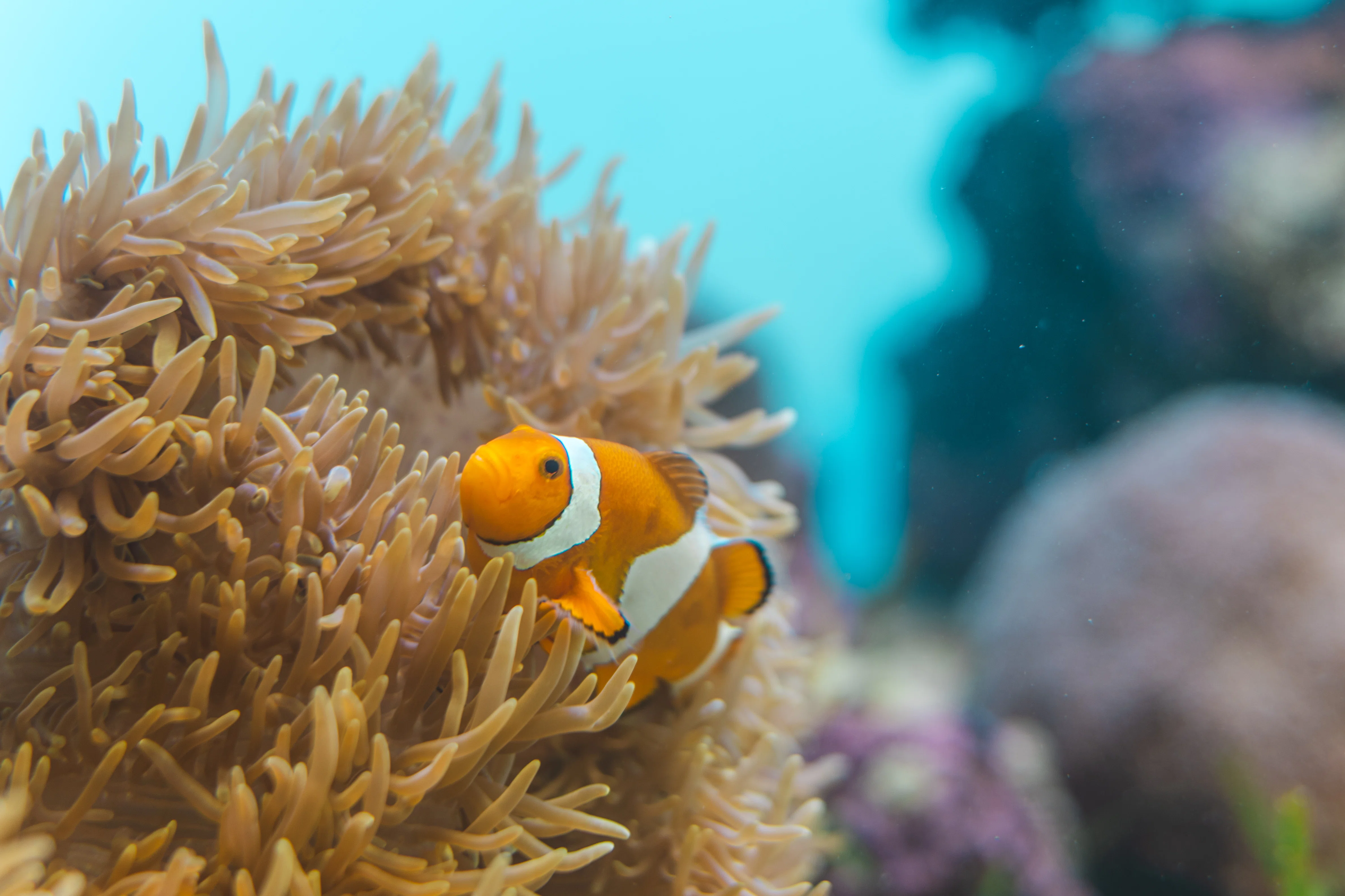 さかなラボ活動記録】葛西臨海水族園で「世界の海」と「東京の海」を