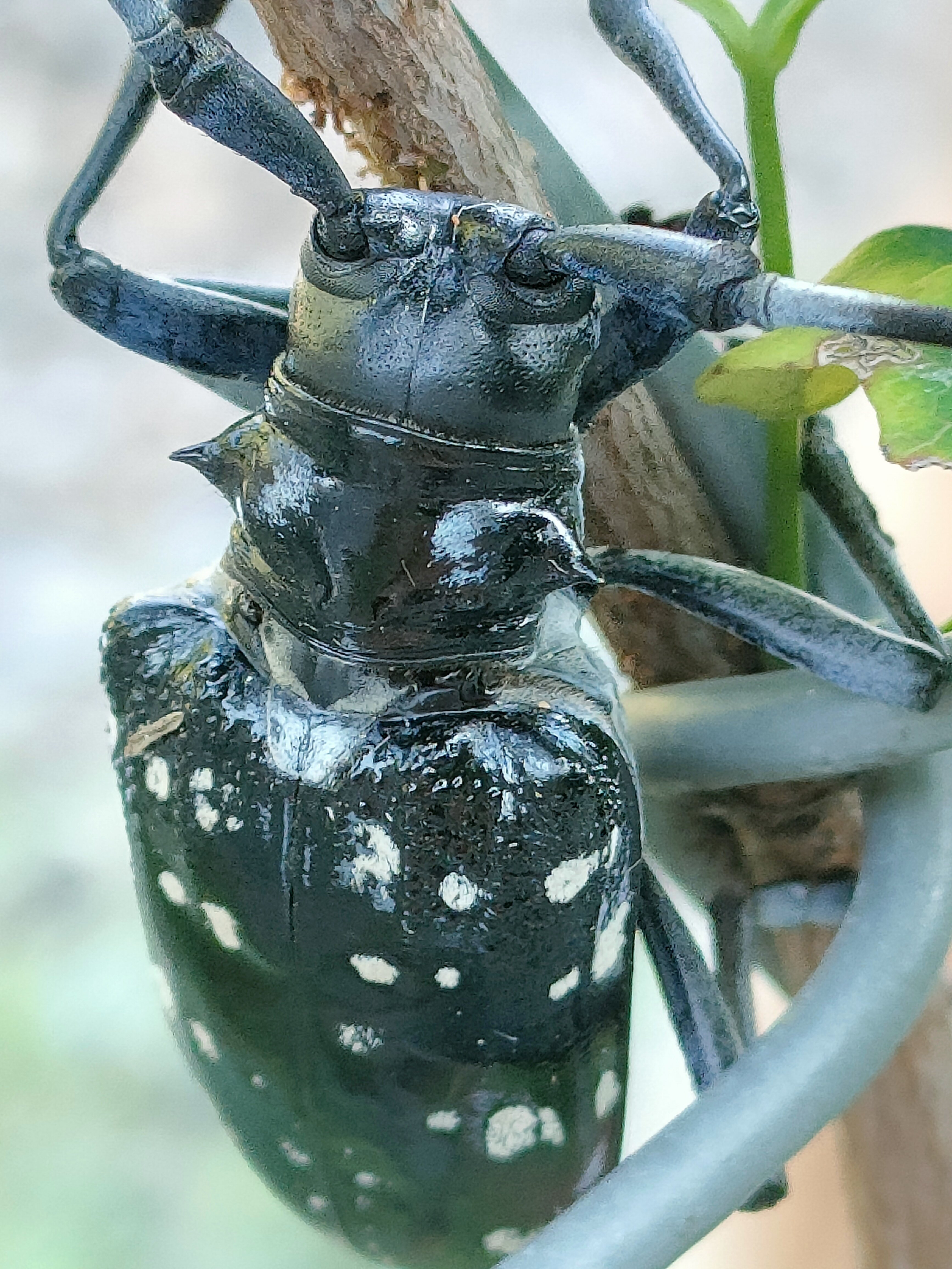 ゴマダラカミキリ｜月澄狸
