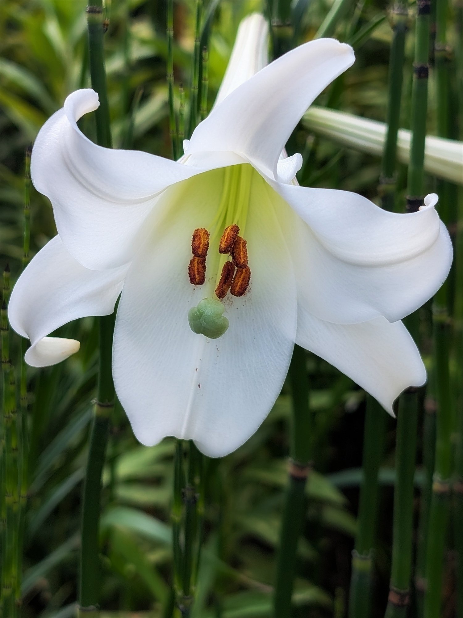 タカサゴユリもといシンテッポウユリが咲いていました｜annon