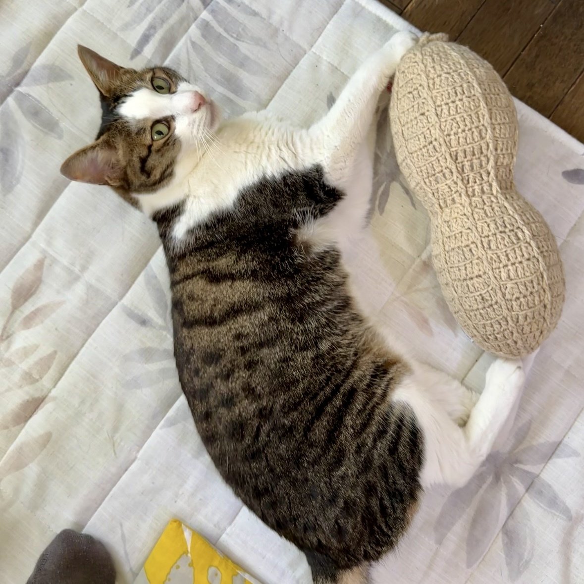 Hello cats my dear friends 猫ベッド 2025年最新】hello cats my dearの人気アイテム - メルカリ