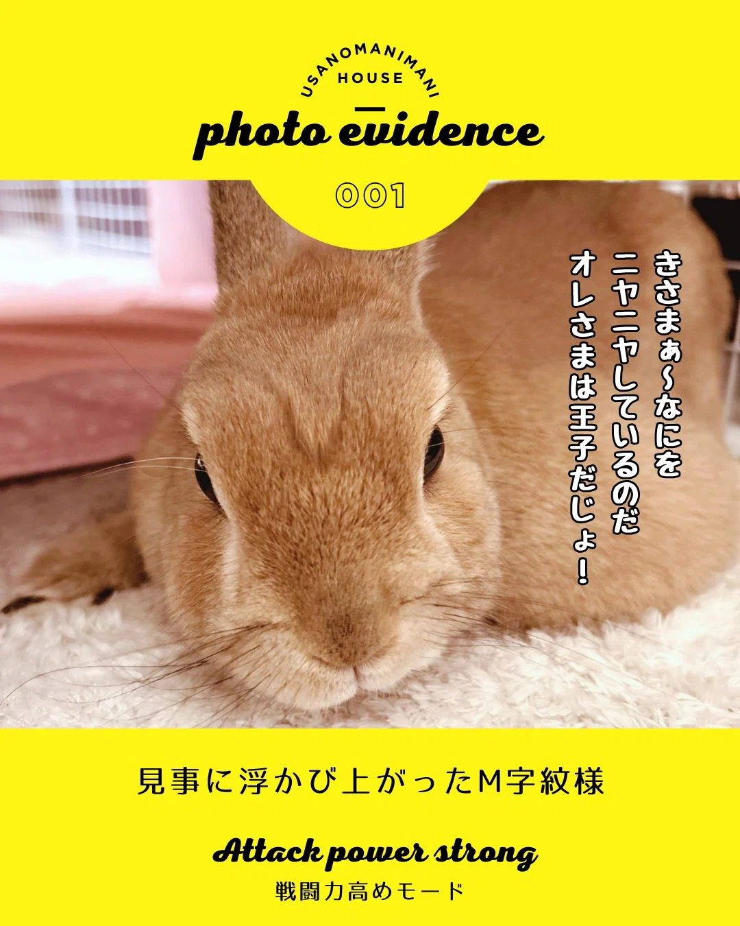 コミックエッセイ【うさのまにまに】64 うさぎの額に浮かび出たアレ