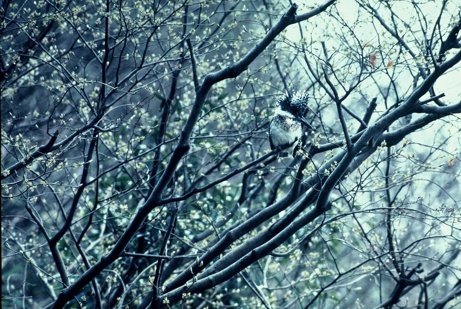 私の野鳥観察の方法「ヤマセミとカンムリシロムク」です。｜神保賢一路