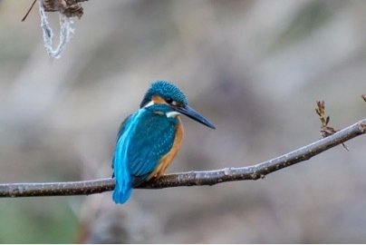 ヤマセミ同梱 野鳥撮影】久々のヤマセミ撮影はZボディで - Z9 × AF-S NIKKOR 600mm f