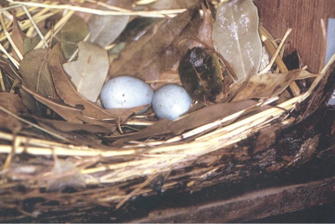 私の野鳥観察の方法「ヤマセミとカンムリシロムク」です。｜神保賢一路