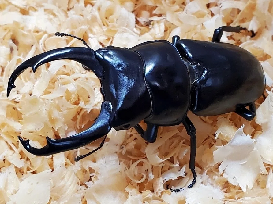ネパールコクワガタの飼育記録【2019～2023】｜AKECHI