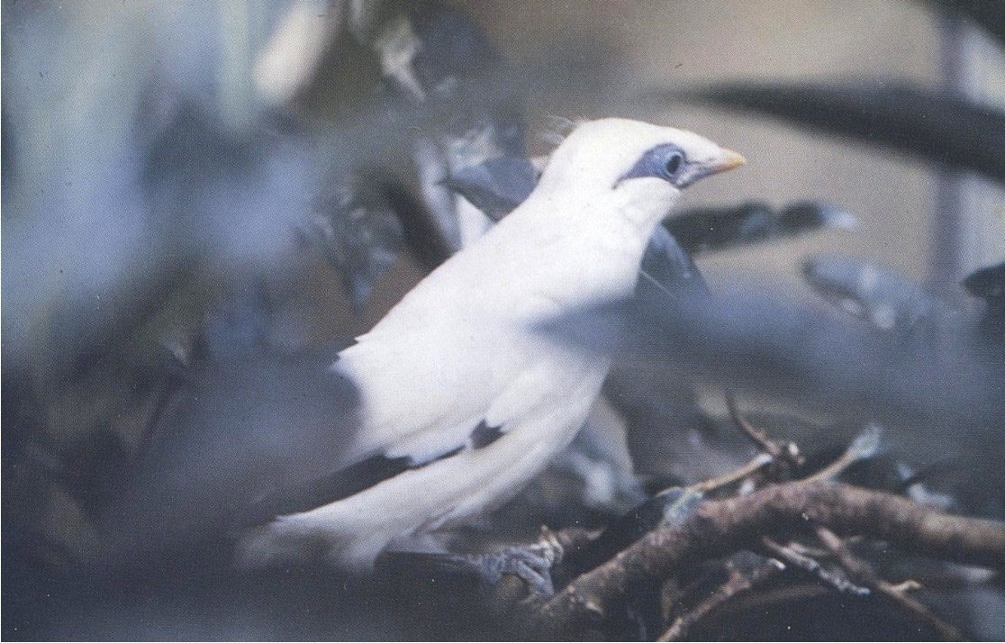 私の野鳥観察の方法「ヤマセミとカンムリシロムク」です。｜神保賢一路