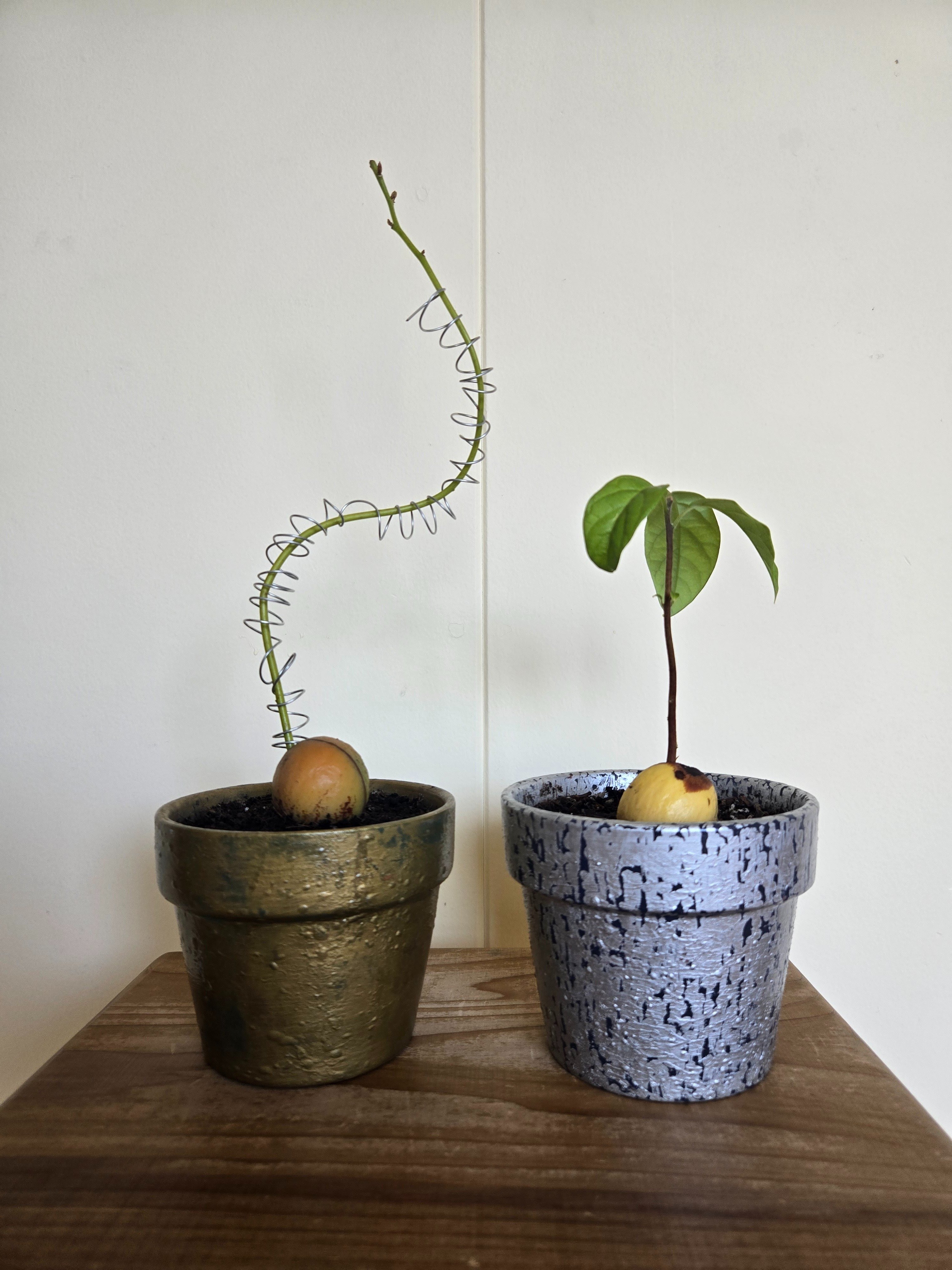 ひとやみ【アボカド成長記⑧】｜れいちゃん