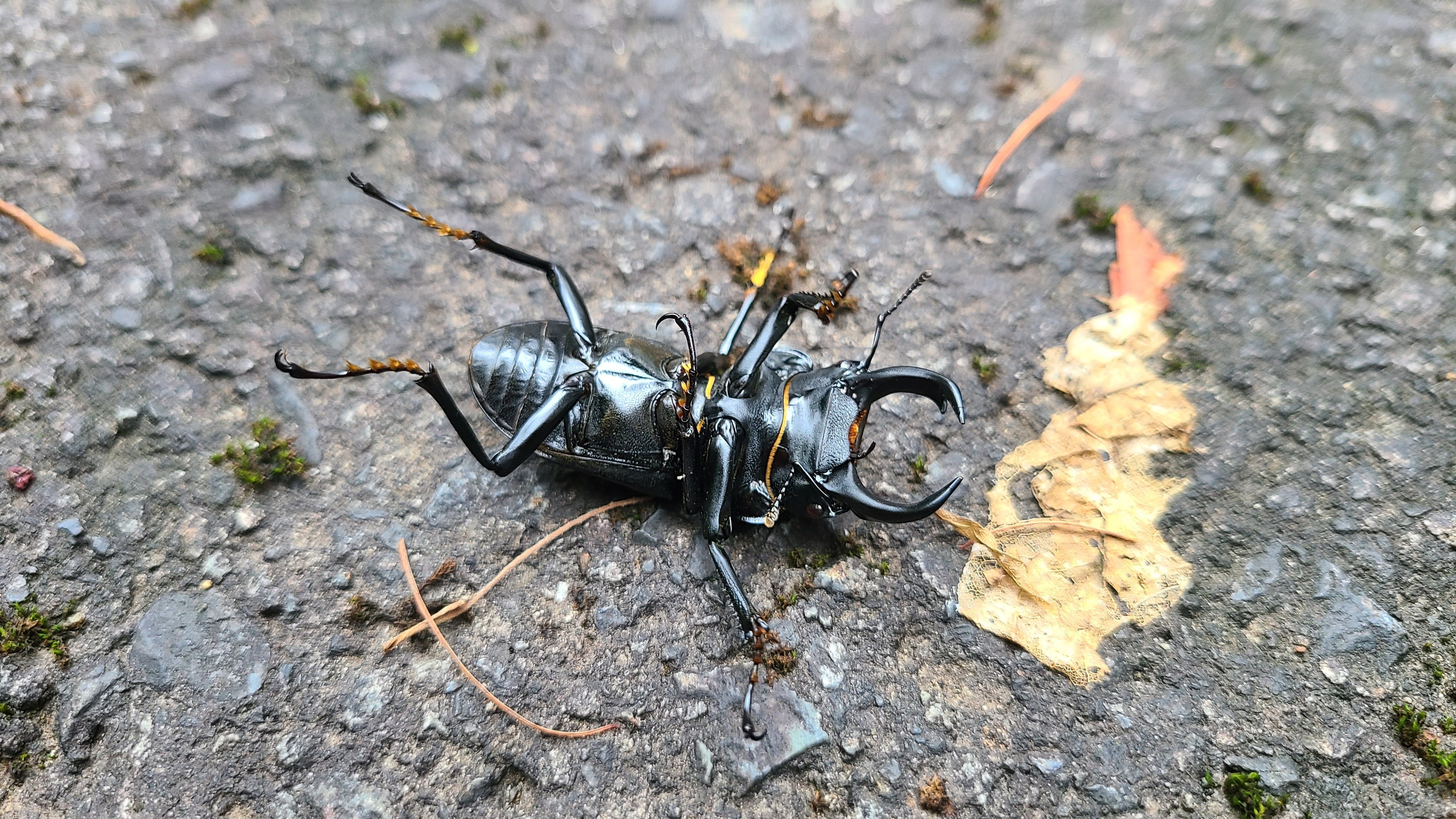 山梨県 ヒメオオクワガタ採集｜キヨタミ