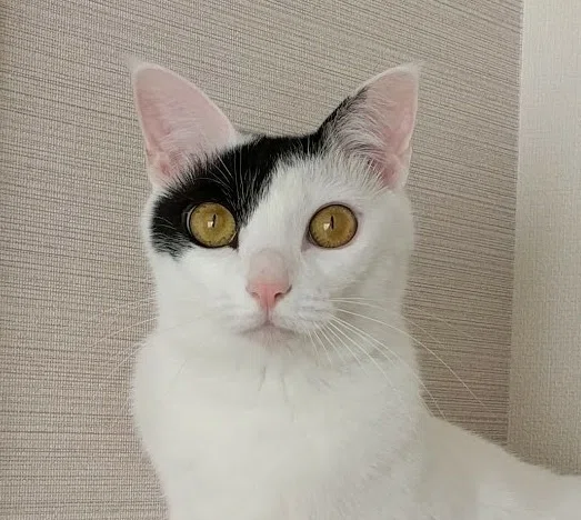 猫たちとの日常 その11 真面目な話 猫のかわいさには抗えない｜エト