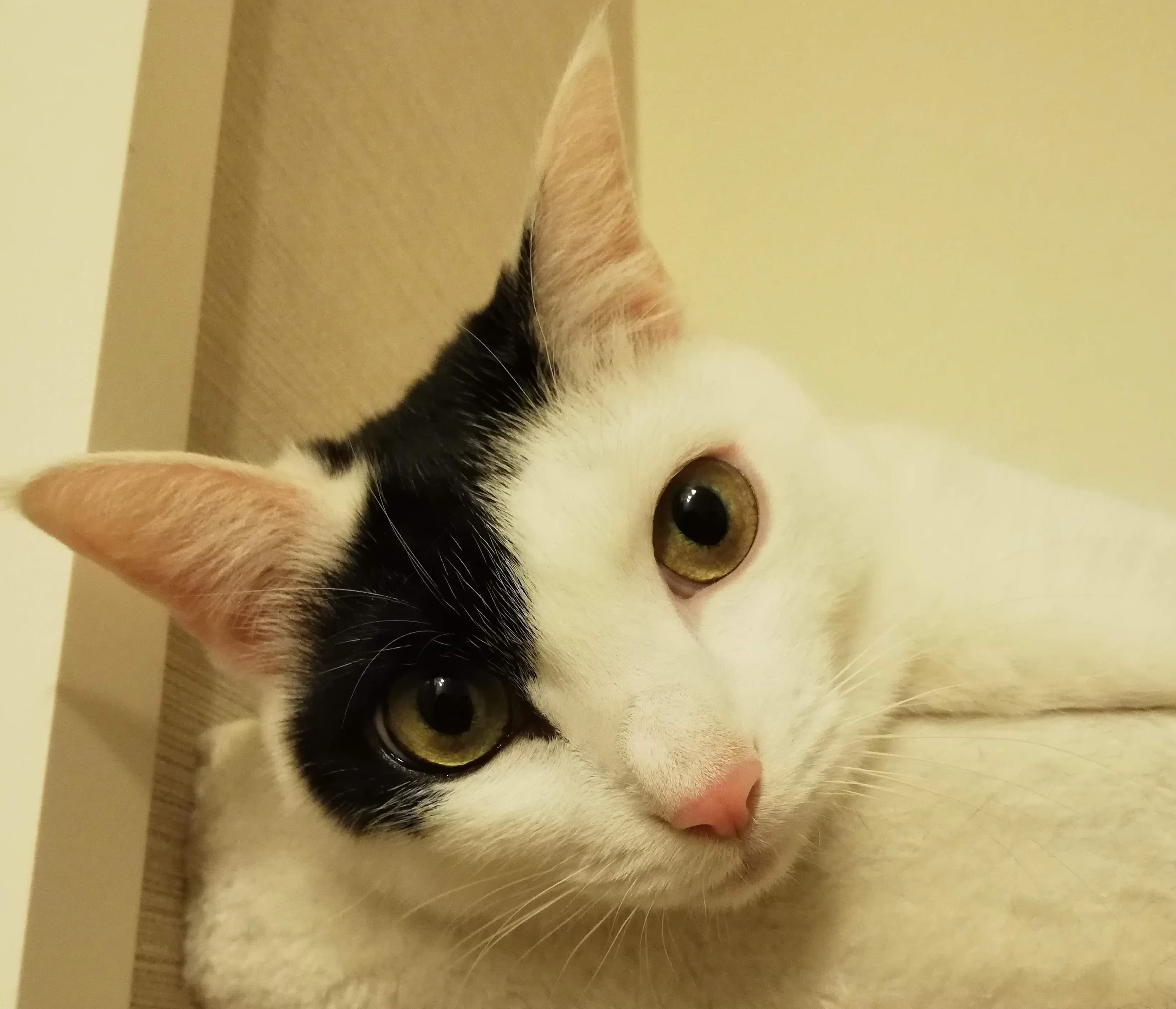 猫たちとの日常 その11 真面目な話 猫のかわいさには抗えない｜エト