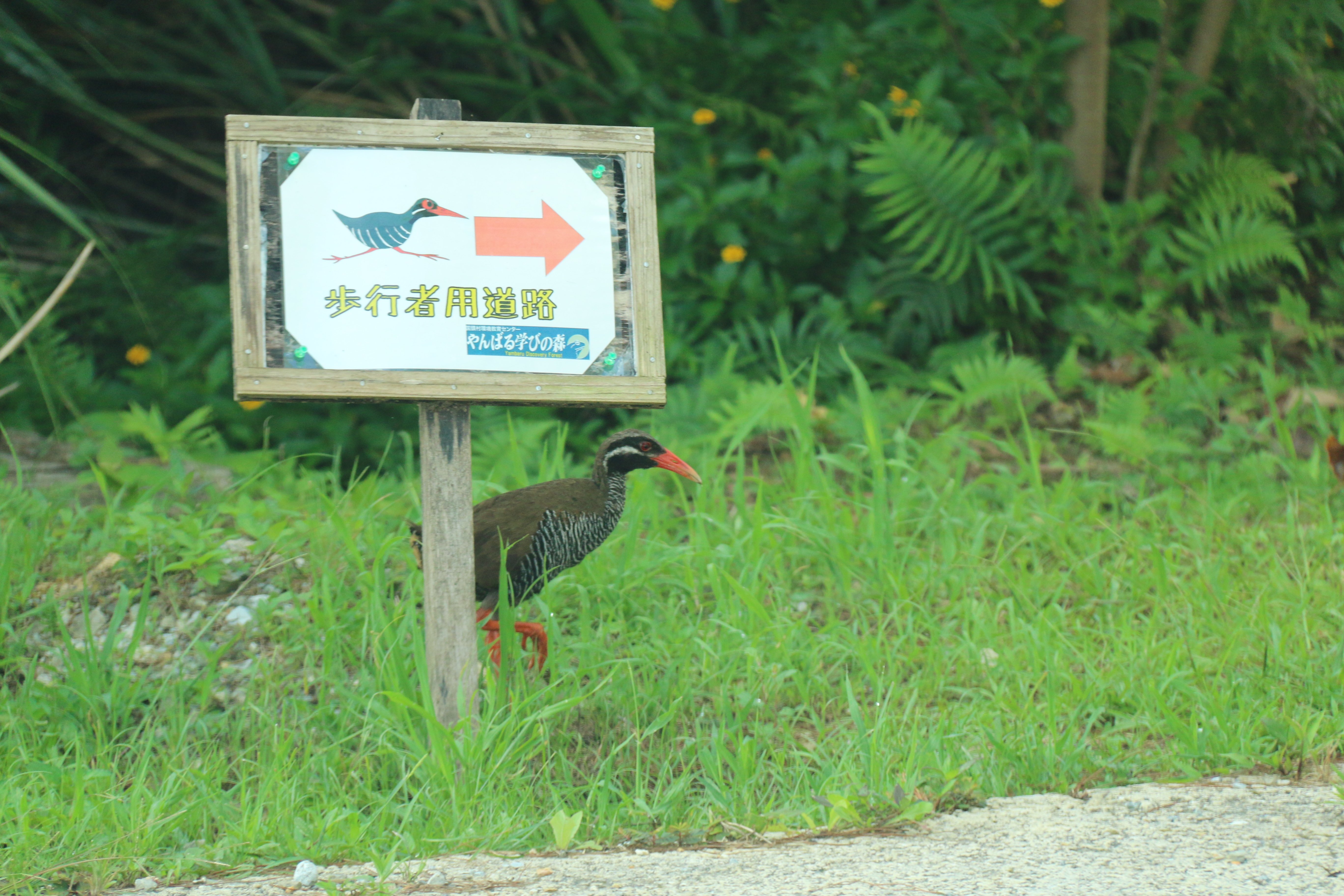 ヤンバルクイナに会いたい！！感動の沖縄やんばる旅｜さくさくパンダ