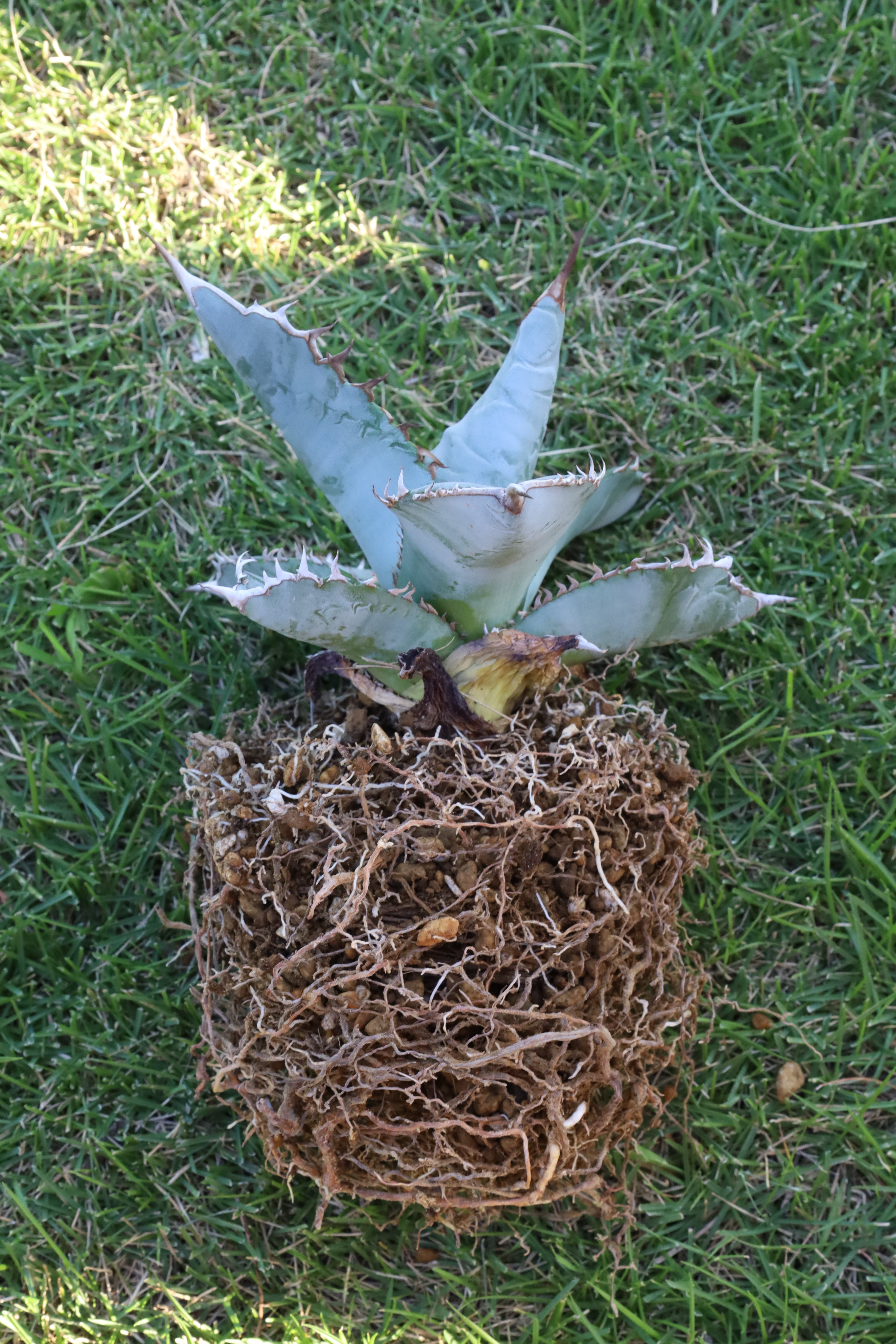 アガベ　ブルーフレーム　トリカラー　極上選抜　一点物　激レア　アテナータ アガベ ブルーフレーム トリカラー 極上選抜 一点物 激レア