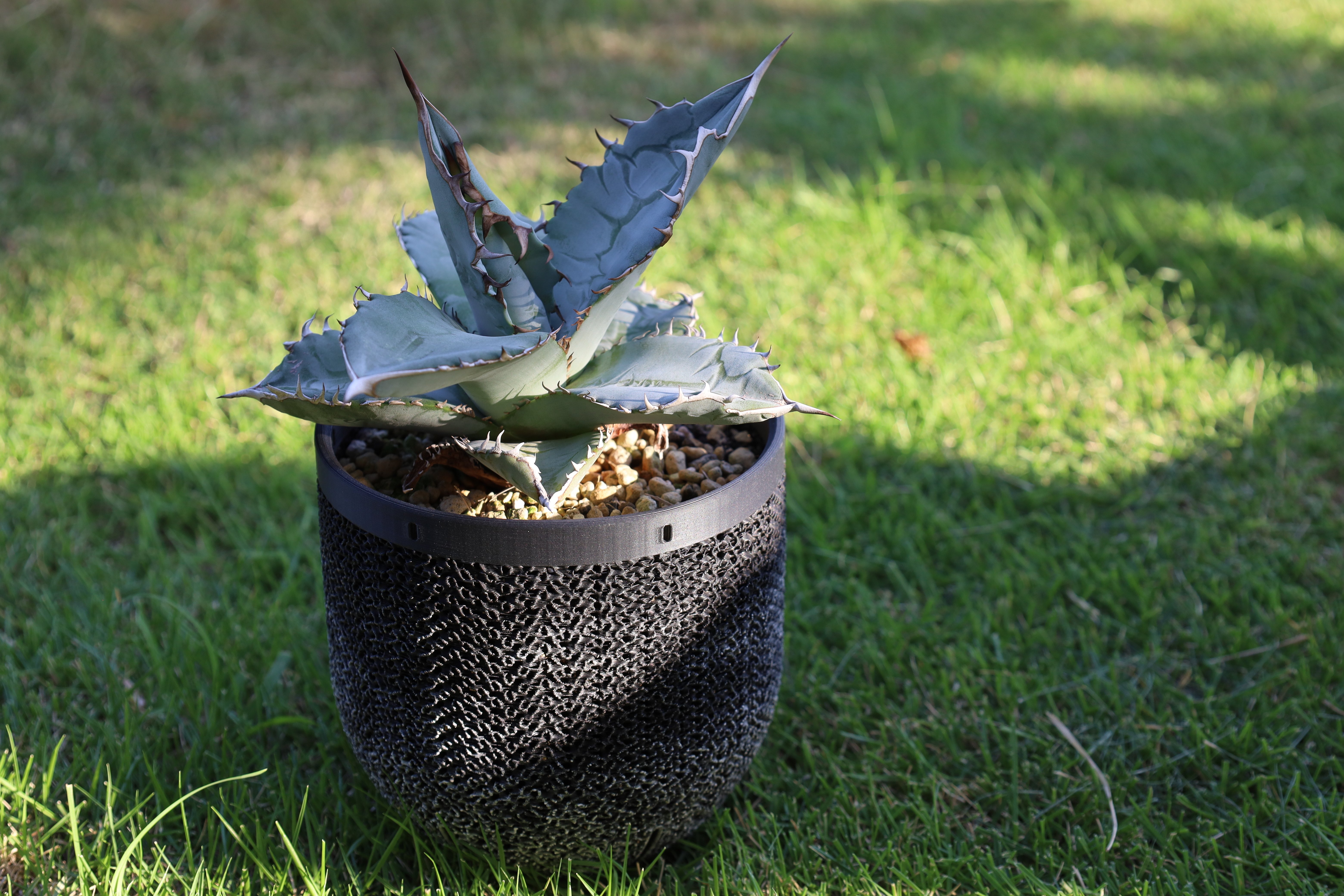 アガベ チタノタ・ブルーの成長記録｜MetaFlora｜3Dプリンター植木鉢