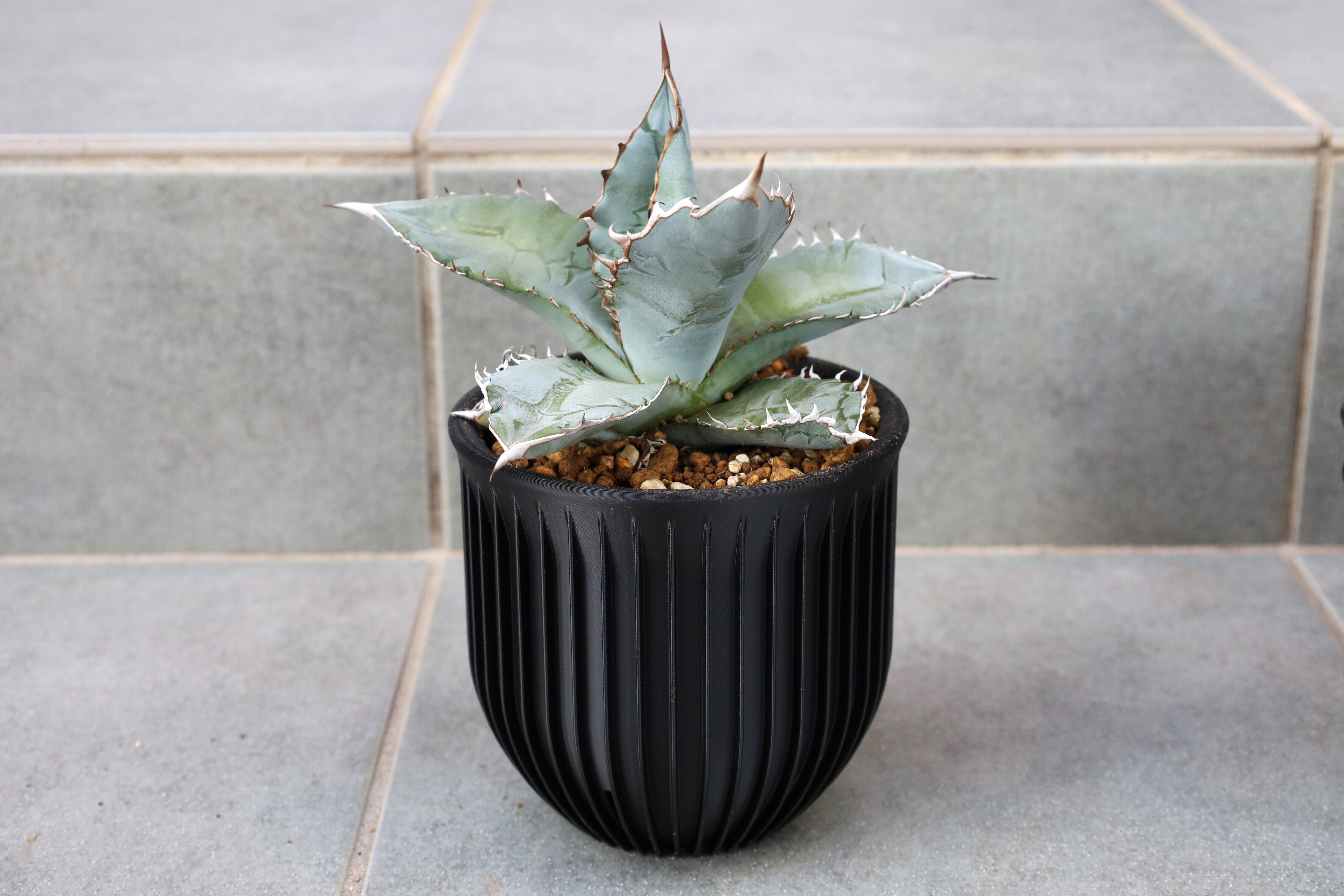 アガベ チタノタ・ブルーの成長記録｜MetaFlora｜3Dプリンター植木鉢