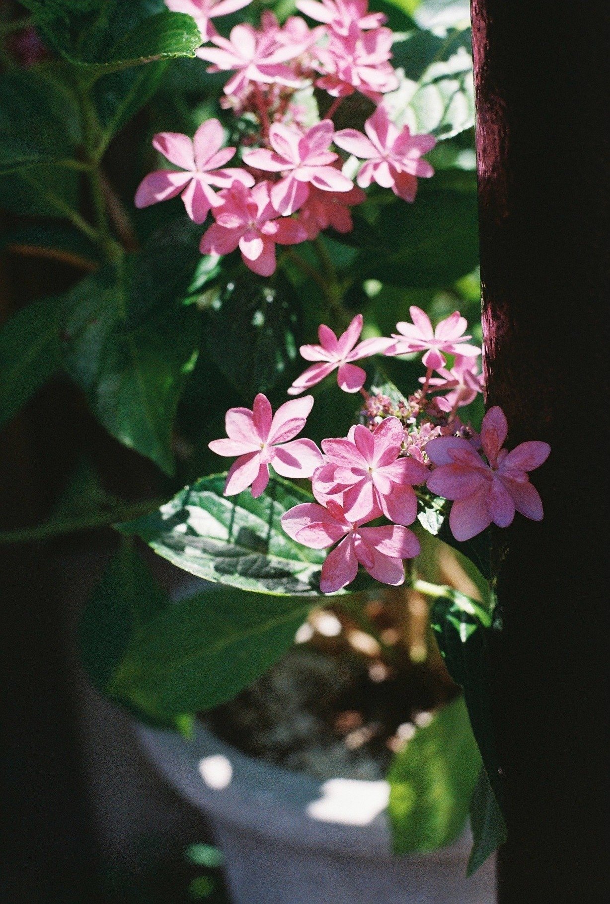 和製ズミクロン｜ XR RIKENON 50mmF2を使ってみた！｜たぬきふとん