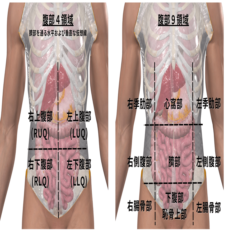 腹部内臓の機能解剖学と触診・検査｜理学療法士による臨床のためのnote