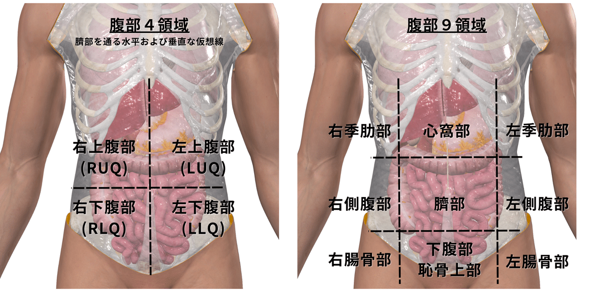 腹部内臓の機能解剖学と触診・検査｜理学療法士による臨床のため
