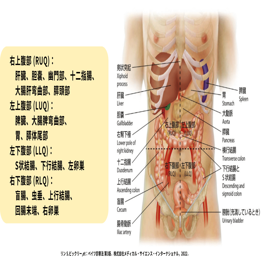 腹部内臓の機能解剖学と触診・検査｜理学療法士による臨床のためのnote