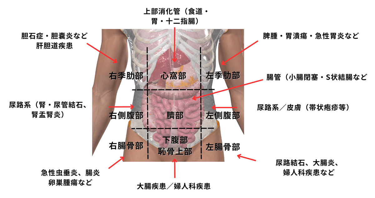 腹部内臓の機能解剖学と触診・検査｜理学療法士による臨床のため