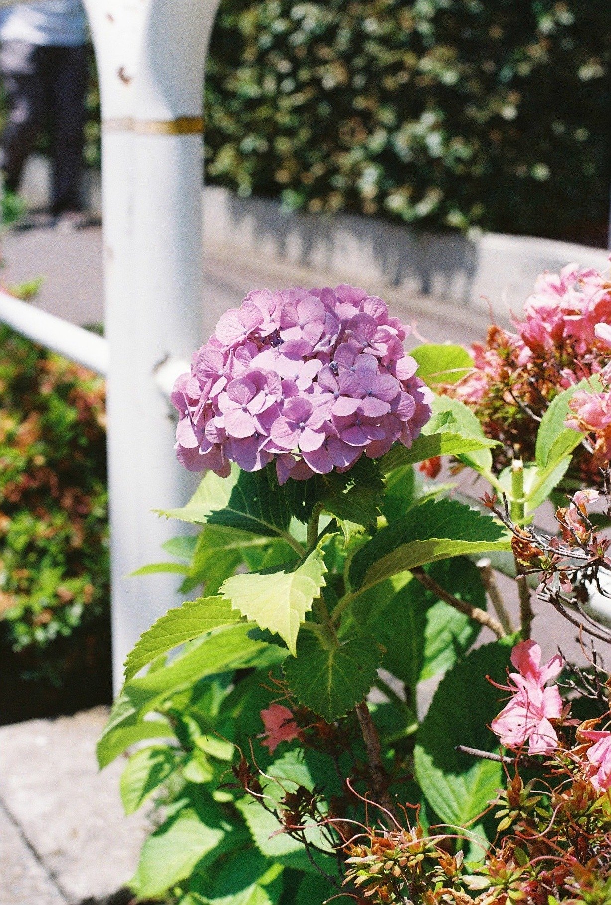 和製ズミクロン｜ XR RIKENON 50mmF2を使ってみた！｜たぬきふとん