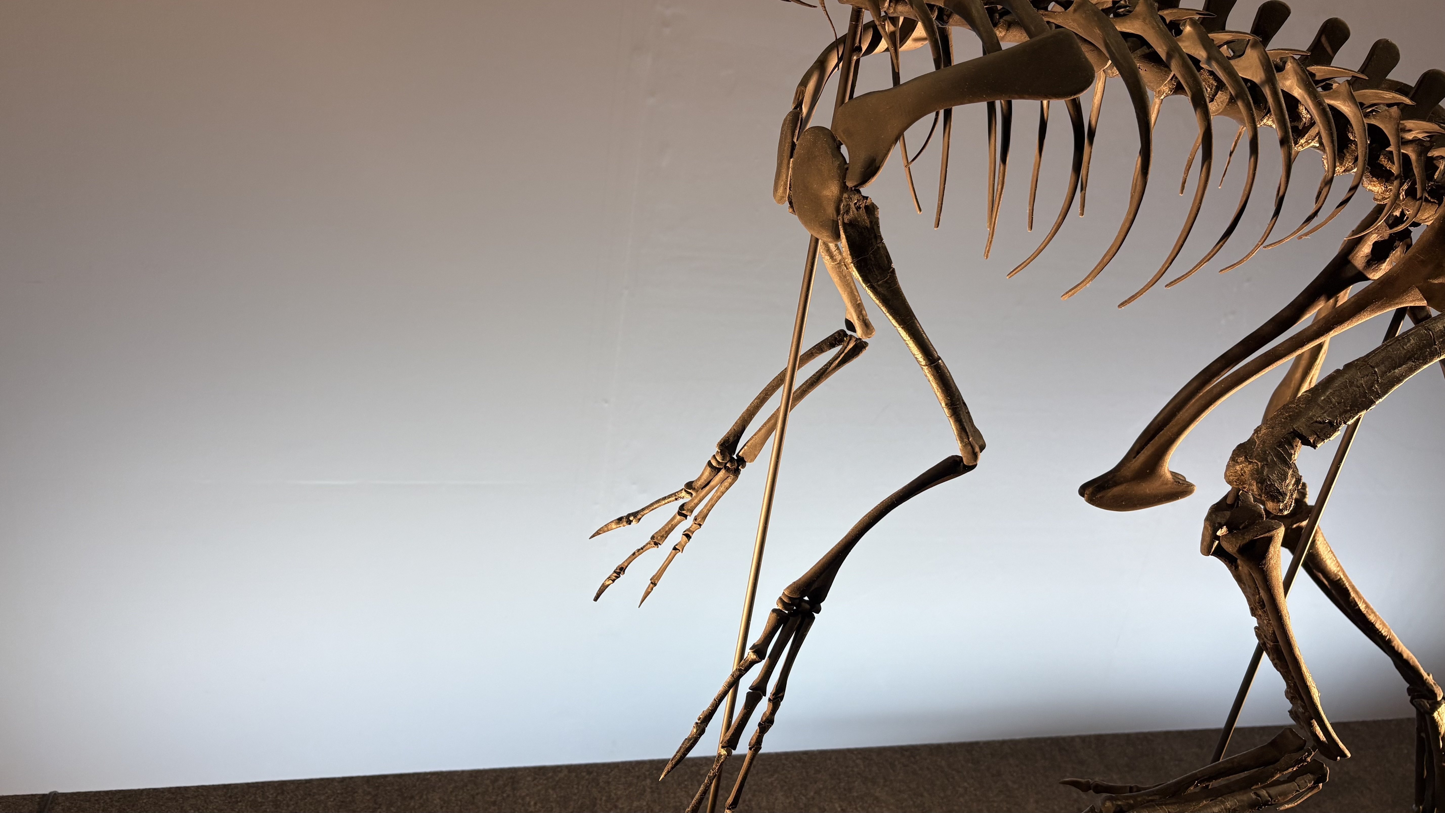 恐竜の肩甲骨と骨盤の進化的変化：骨格に刻まれた生態適応の物語｜むらひと