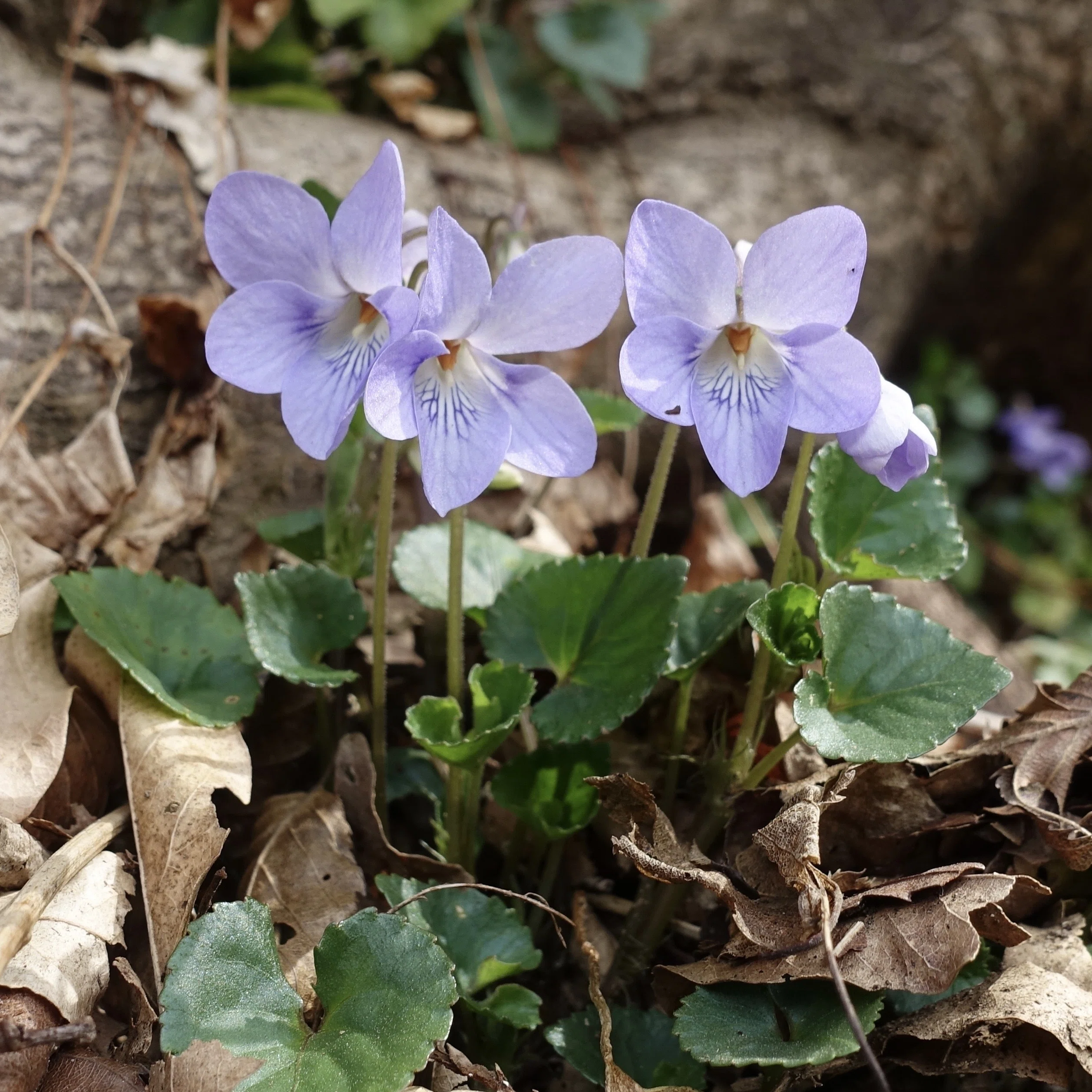 タチツボスミレ Viola grypoceras｜noteスミレの部屋 – Violets of Japan