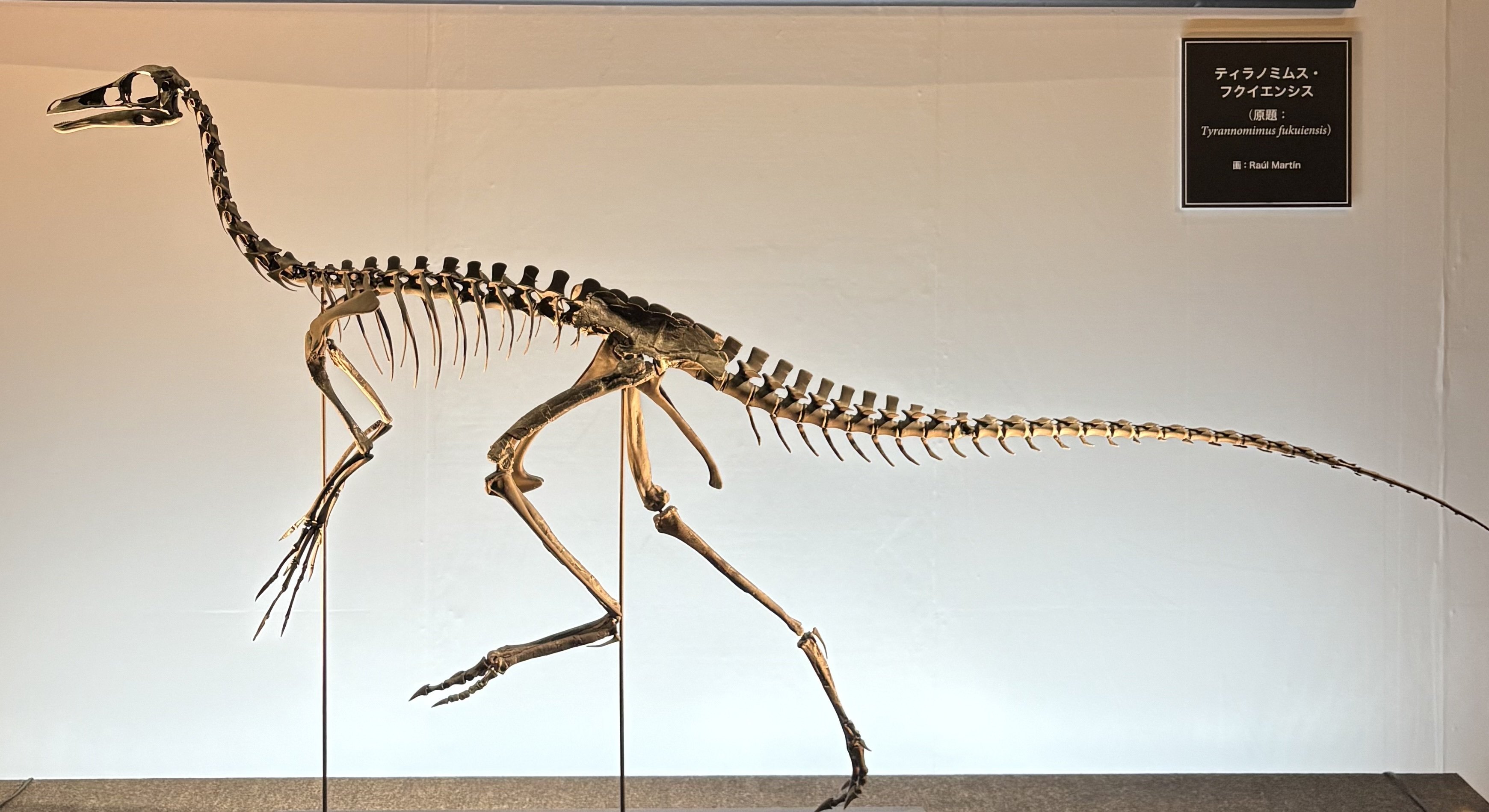 恐竜の肩甲骨と骨盤の進化的変化：骨格に刻まれた生態適応の物語｜むらひと