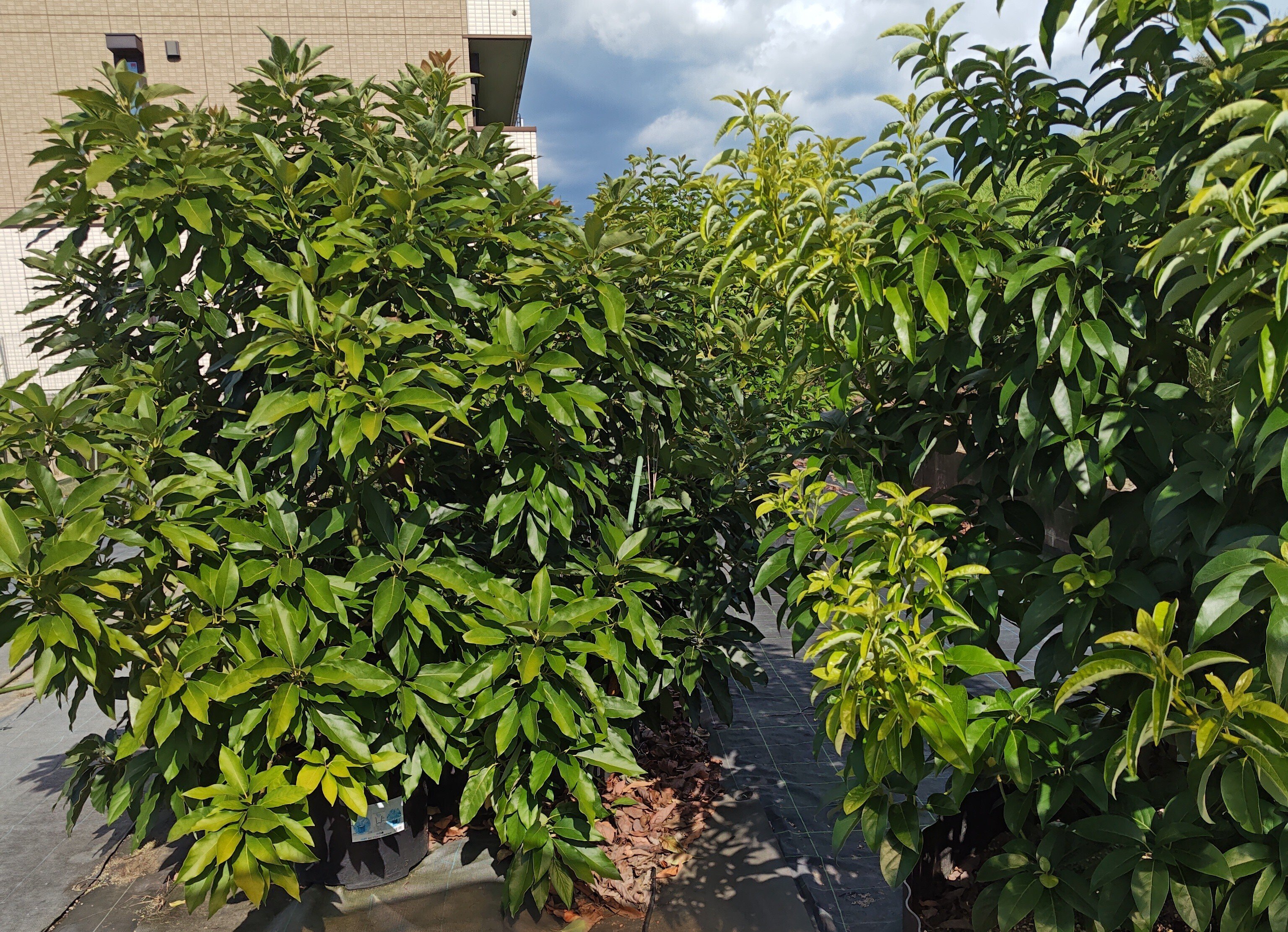 アボカド栽培、8割が土地管理。台木はオマケ｜河内農園