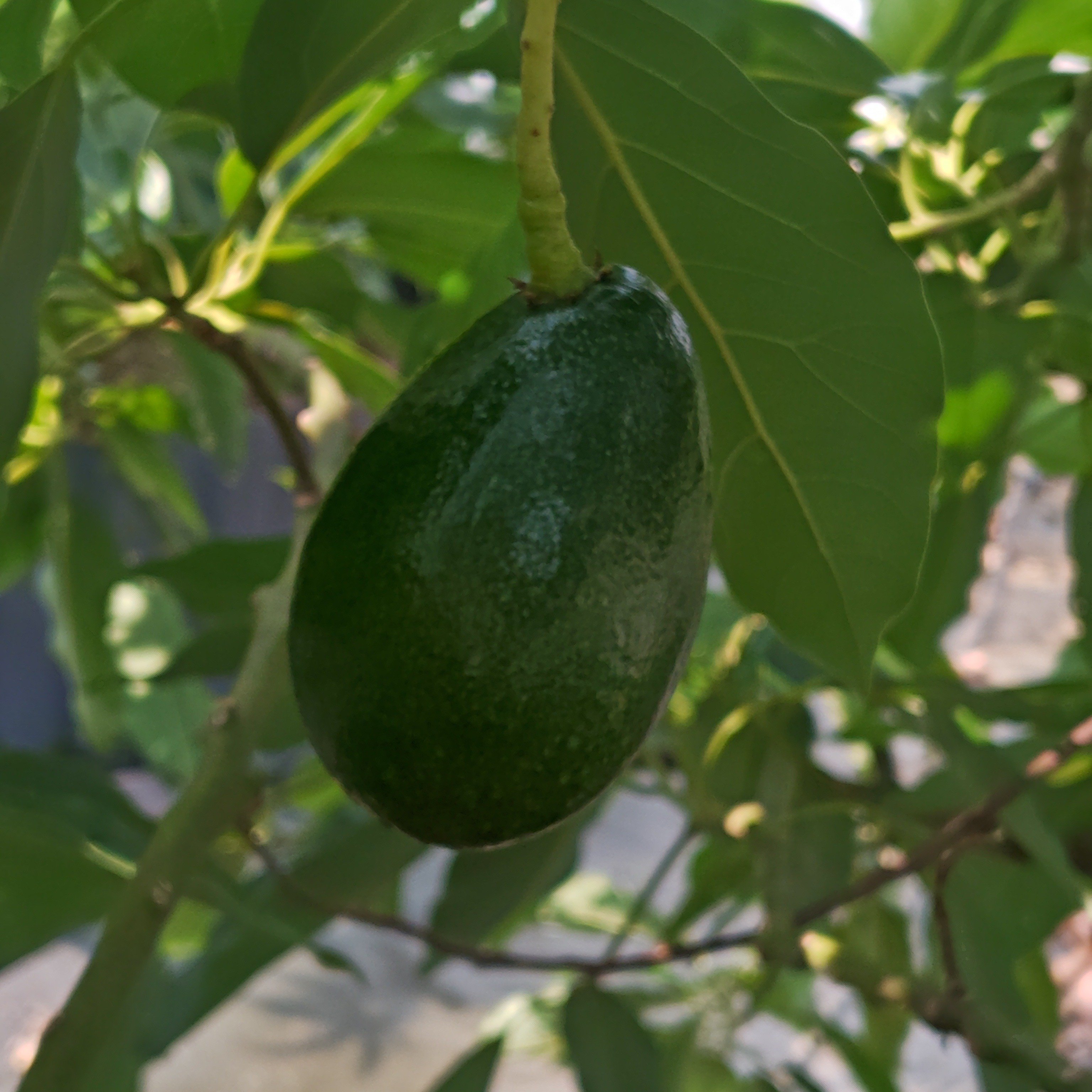 アボカド栽培、8割が土地管理。台木はオマケ｜河内農園