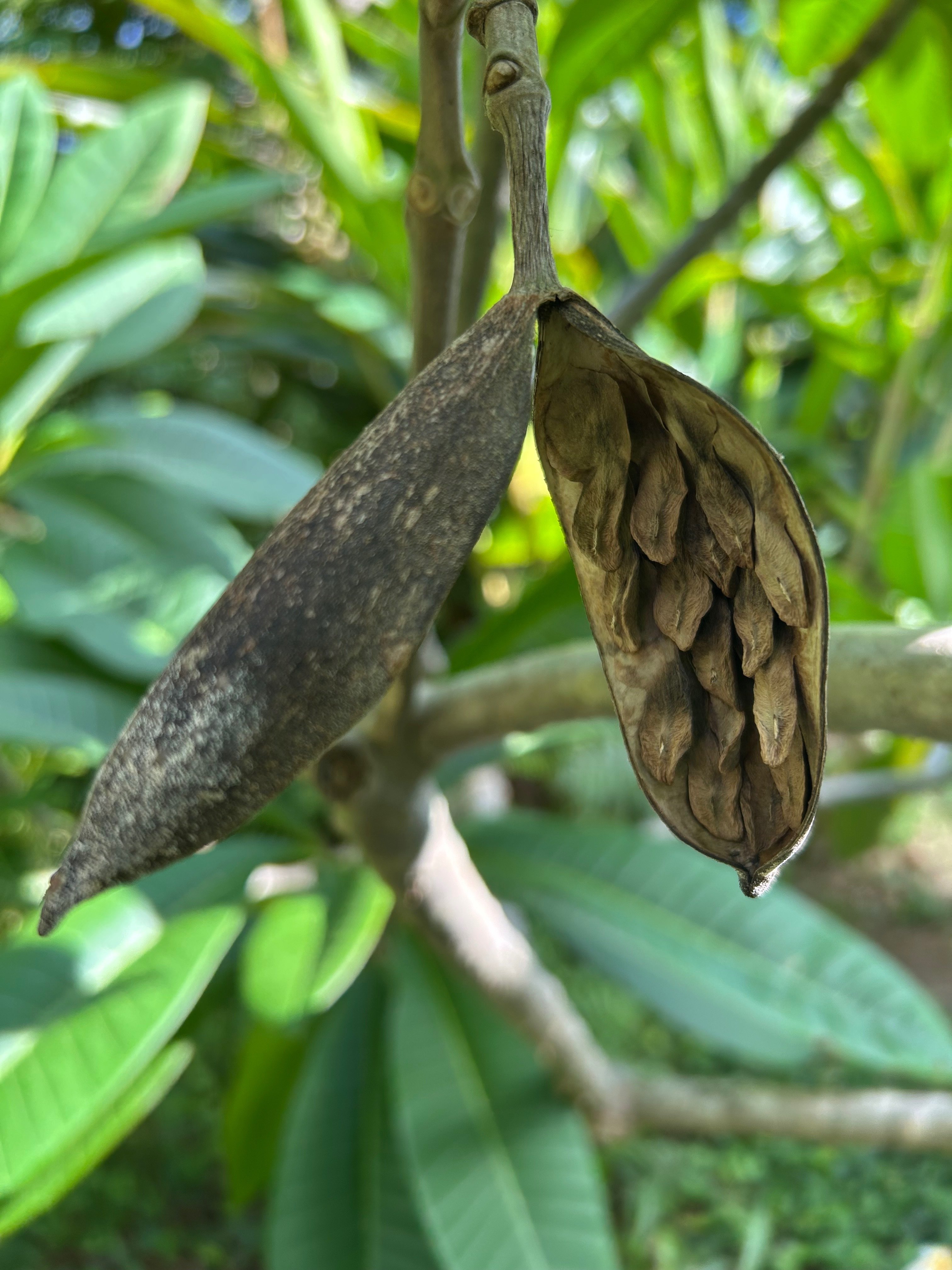 はじめての、その先へ #68 パキラとプルメリアの種取りから種まきまで