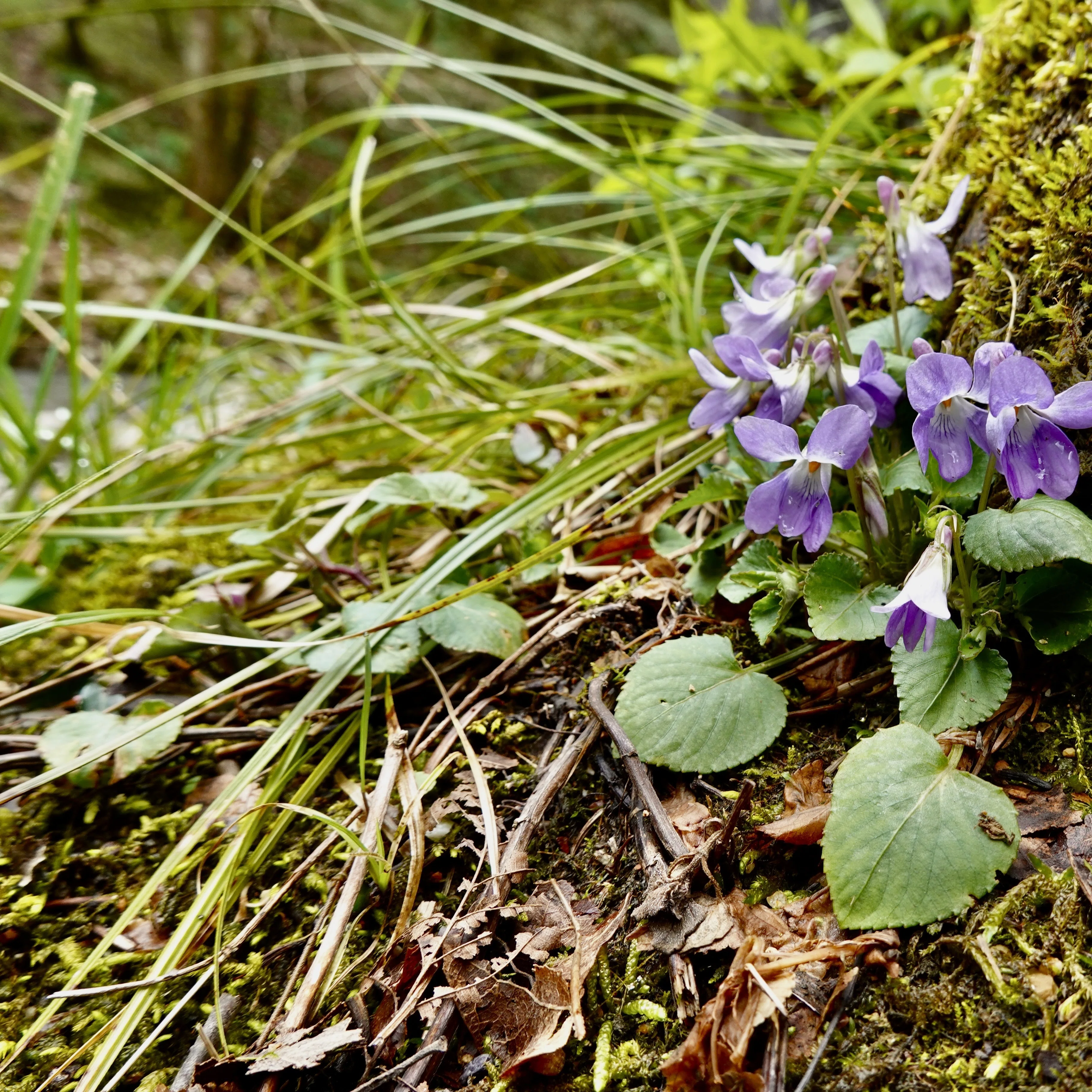 タチツボスミレ Viola grypoceras｜noteスミレの部屋 – Violets of Japan