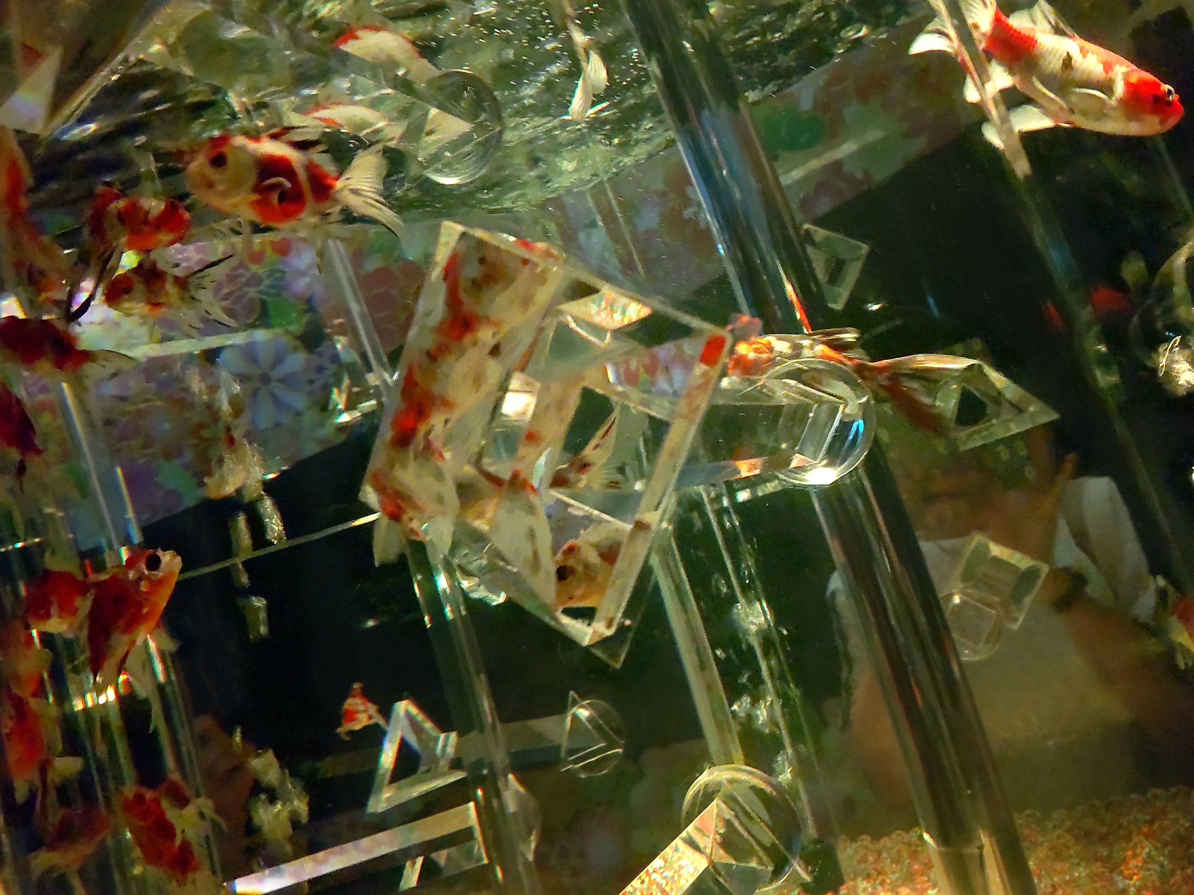 カクレクマノミ　金魚アート 枡 カクレクマノミ 金魚アート 枡 - メルカリ