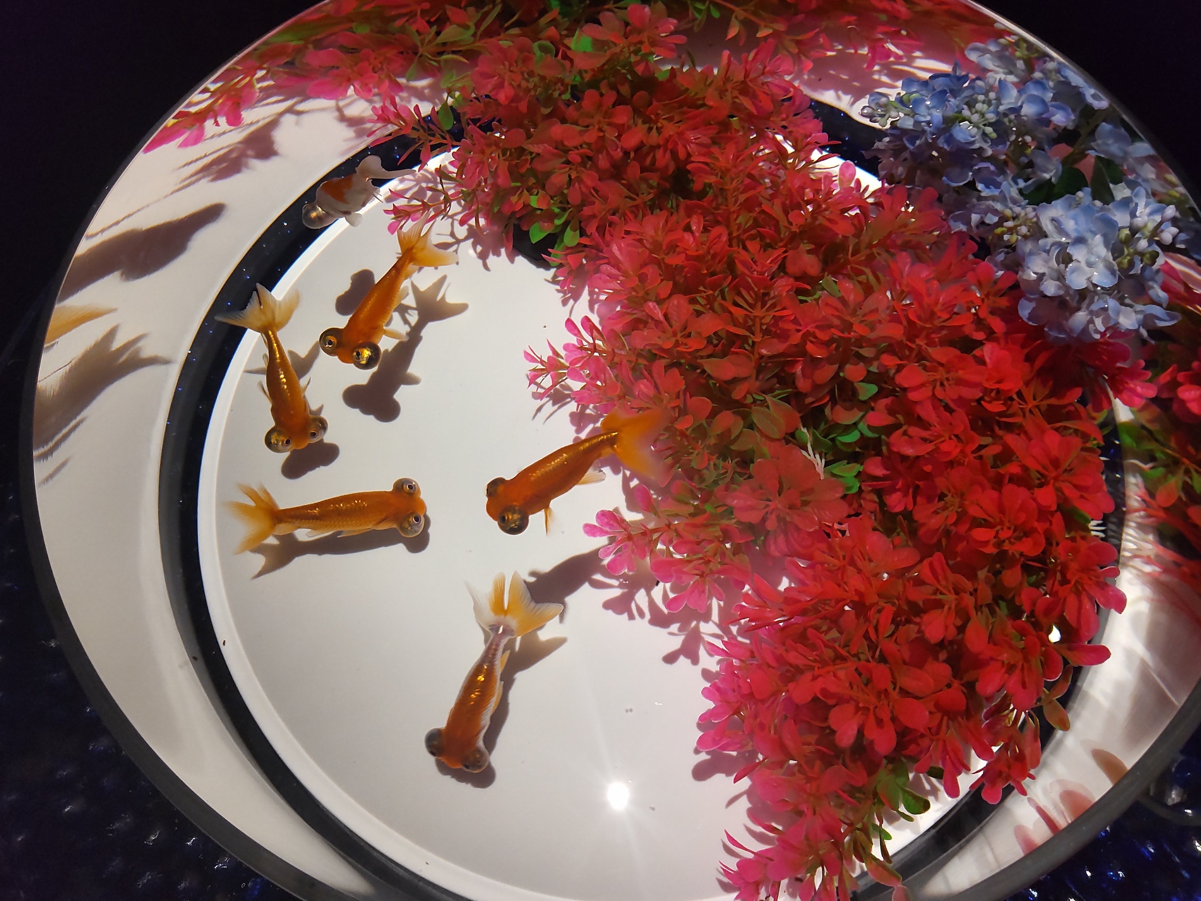 アートな金魚を見てきました｜あまおと