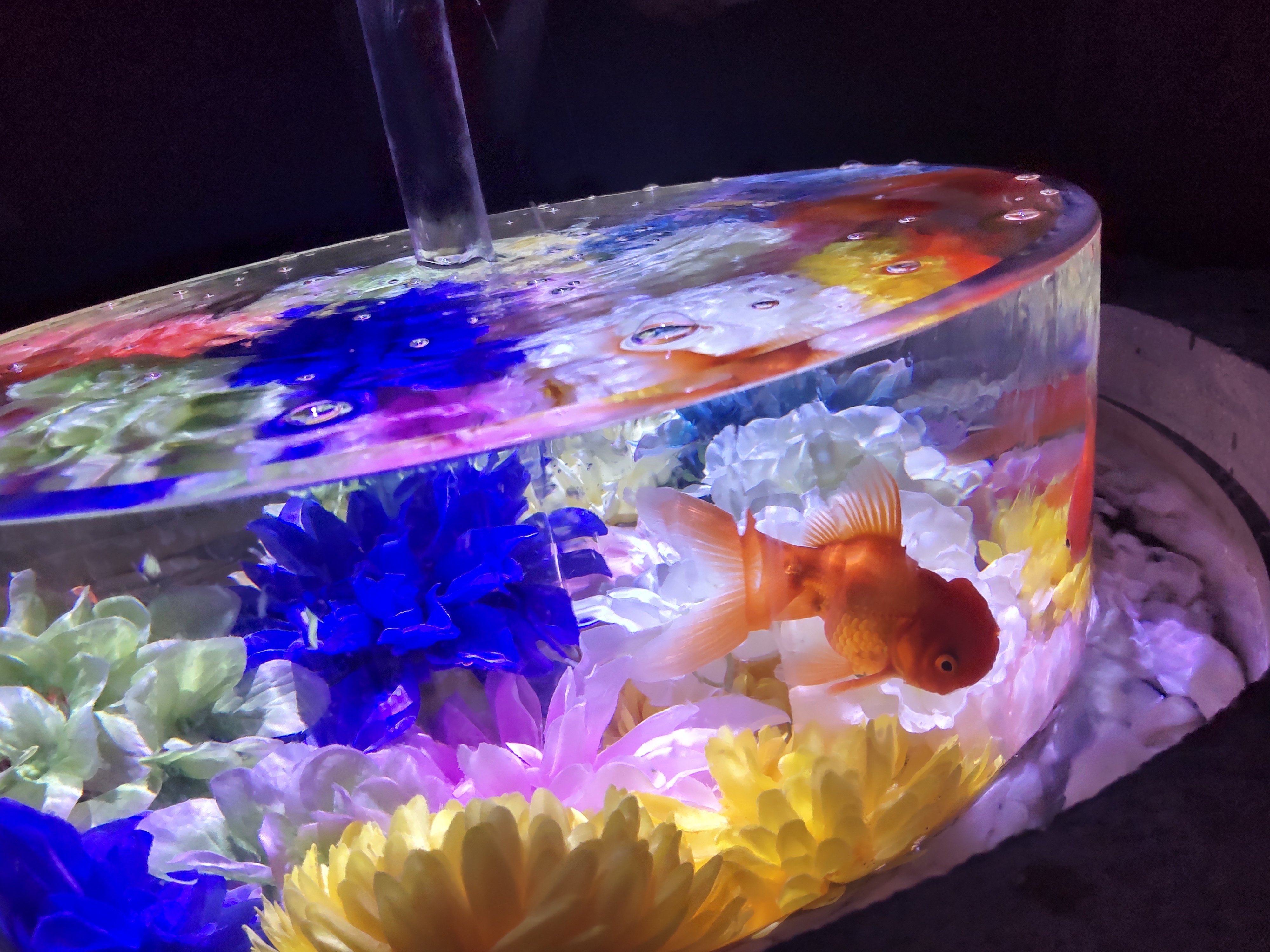 アートな金魚を見てきました｜あまおと