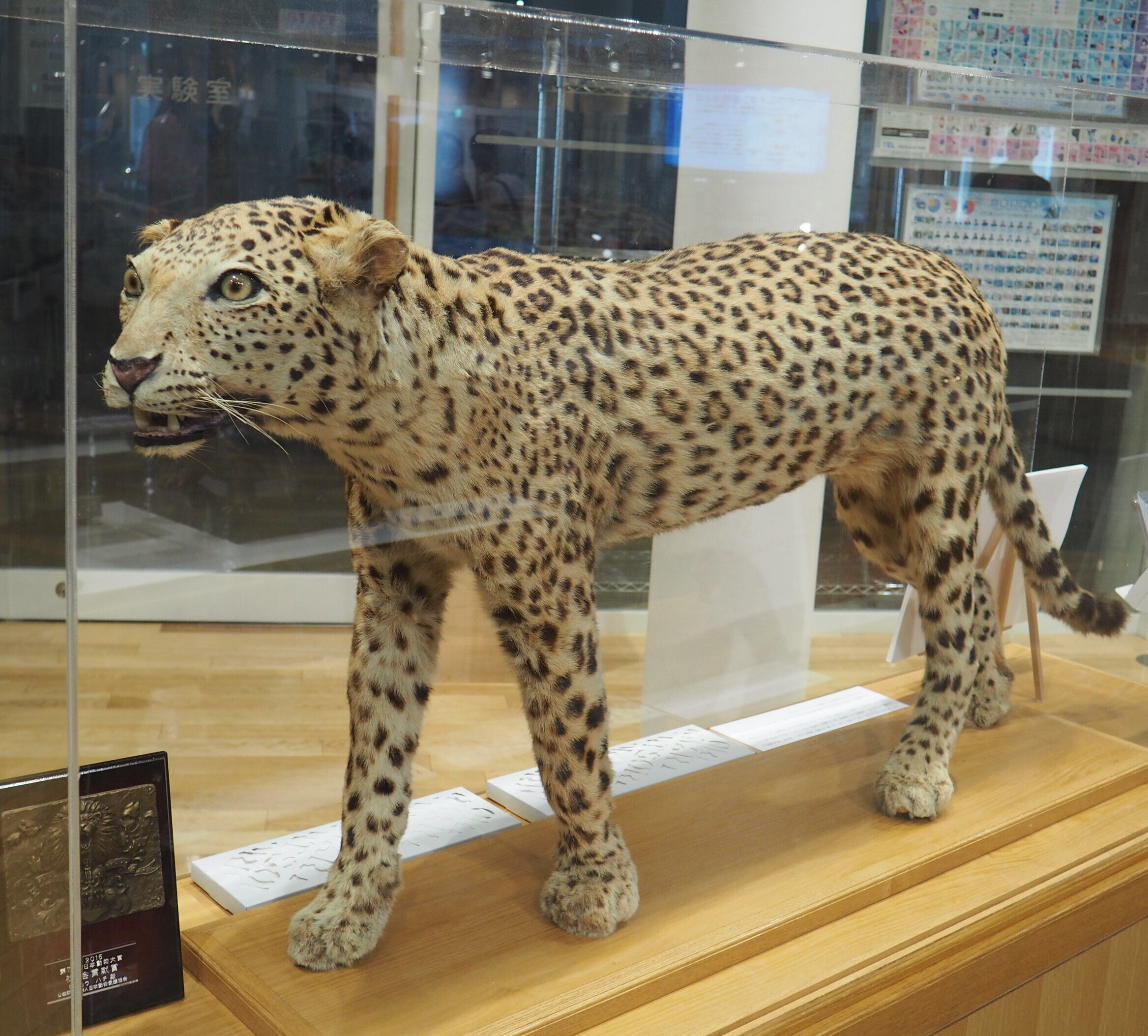 高知市に「ハチと兵士の像」戦争に翻弄されたヒョウの物語｜中山道雄