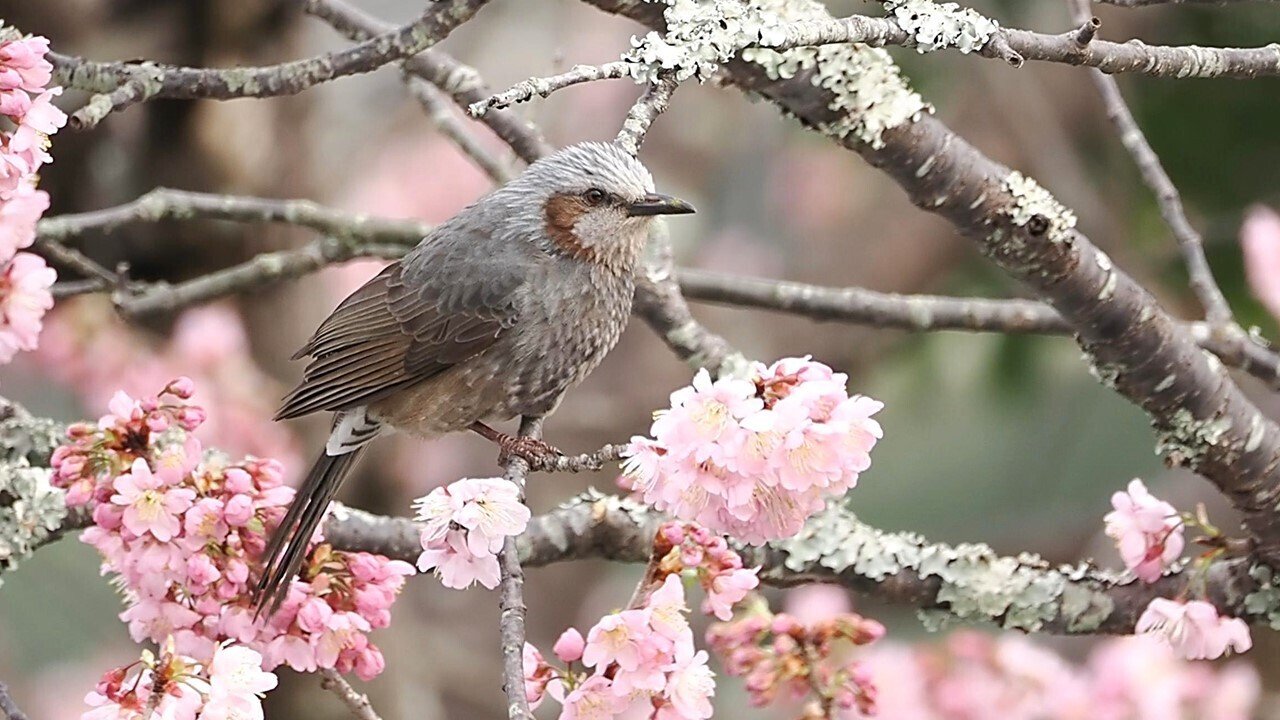 野鳥です。 さくちゃんの 『鳥と遊ぼうよ！』 | カテゴリー : 陵東公園