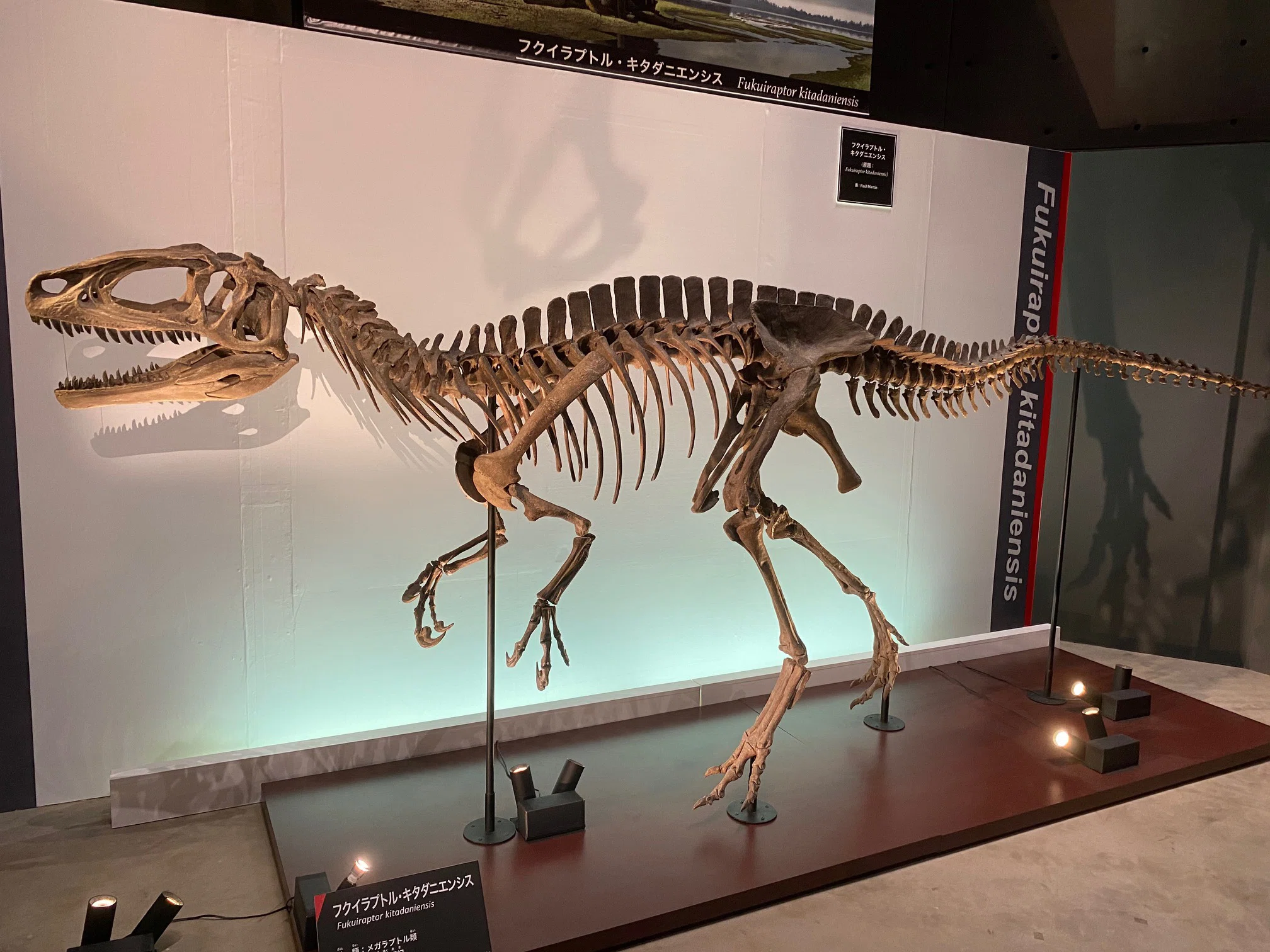 2025 特別展・獣脚類（2）｜theropodさん