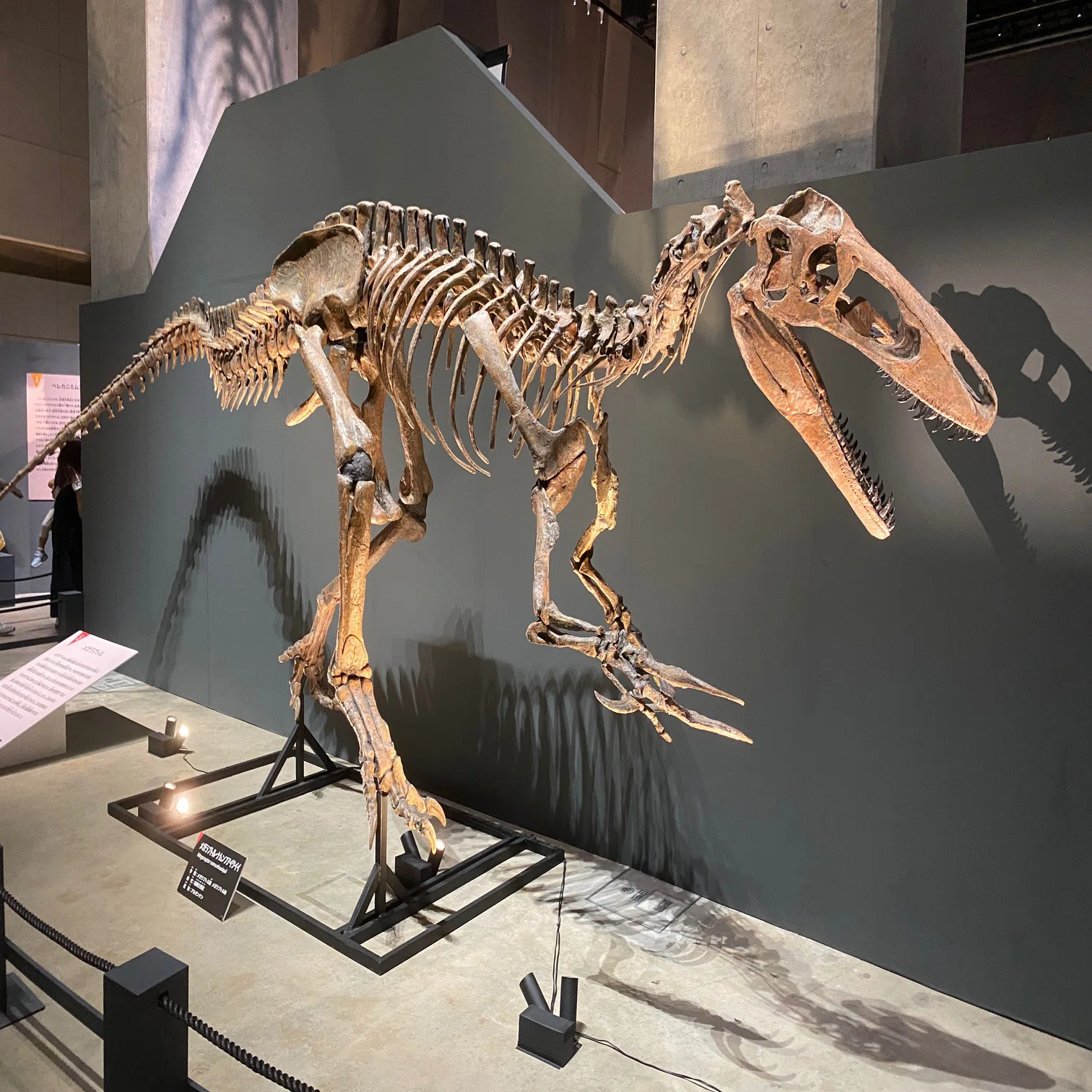 2025 特別展・獣脚類（2）｜theropodさん