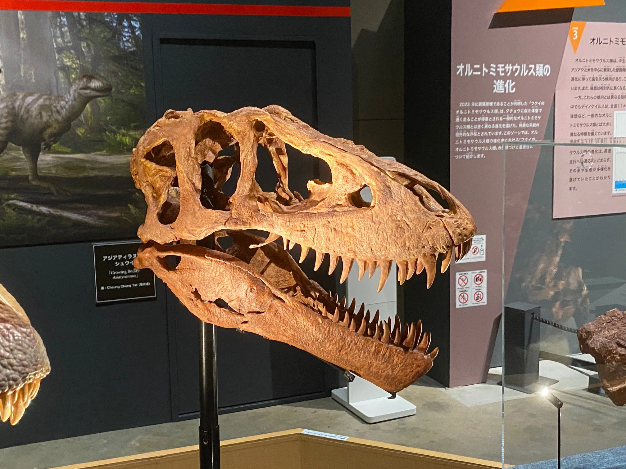 2025 特別展・獣脚類（2）｜theropodさん