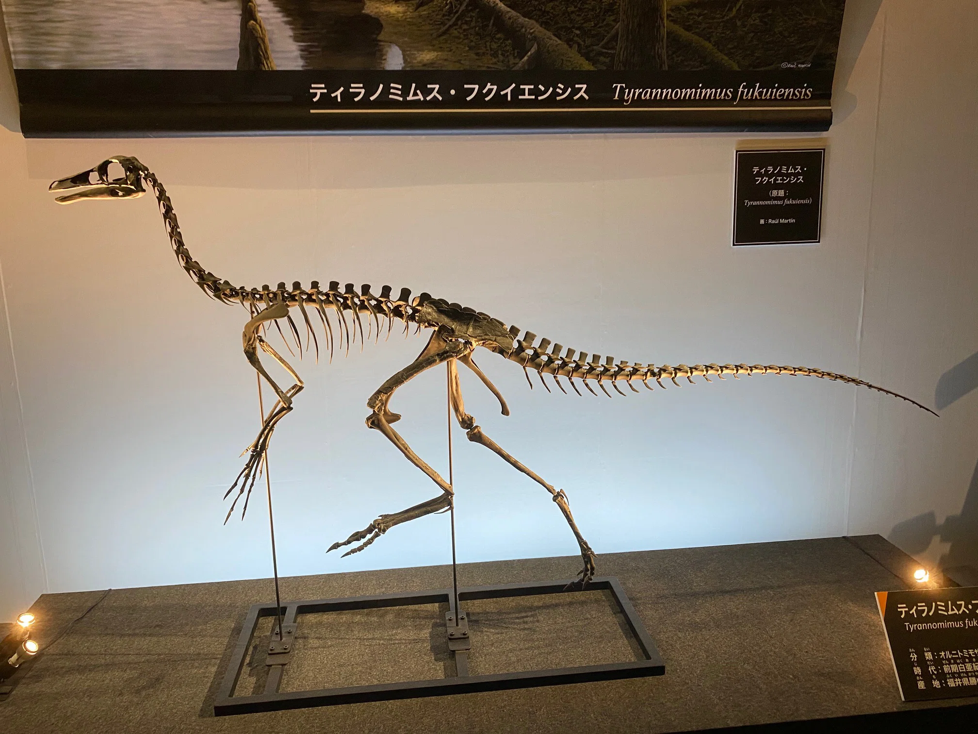 2025 特別展・獣脚類（3）｜theropodさん