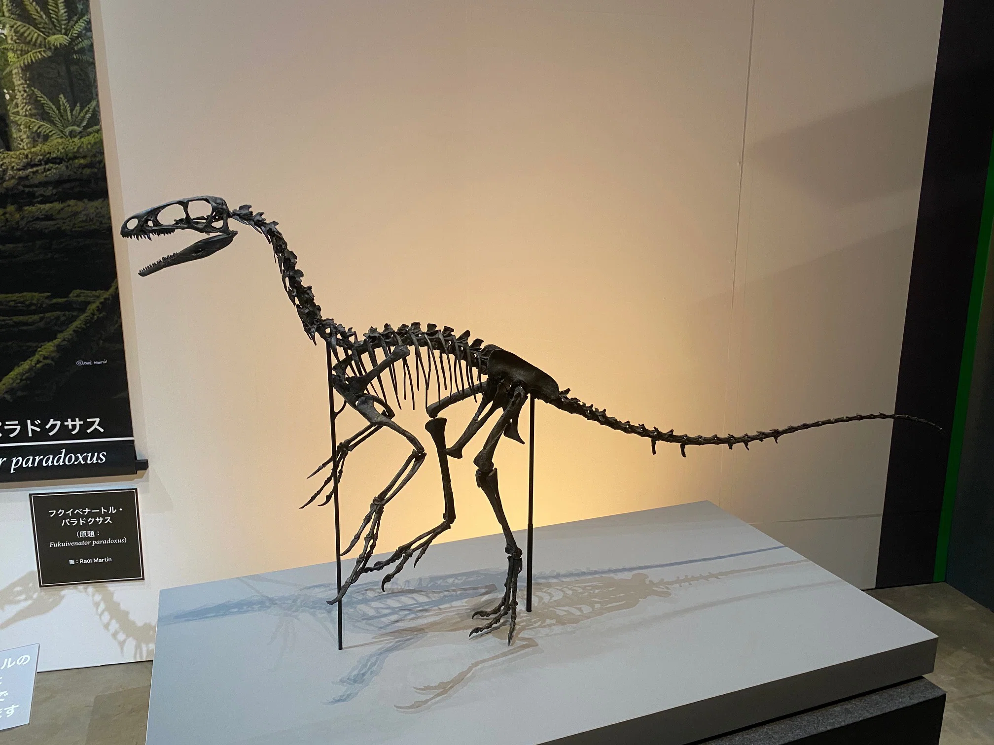 2025 特別展・獣脚類（3）｜theropodさん