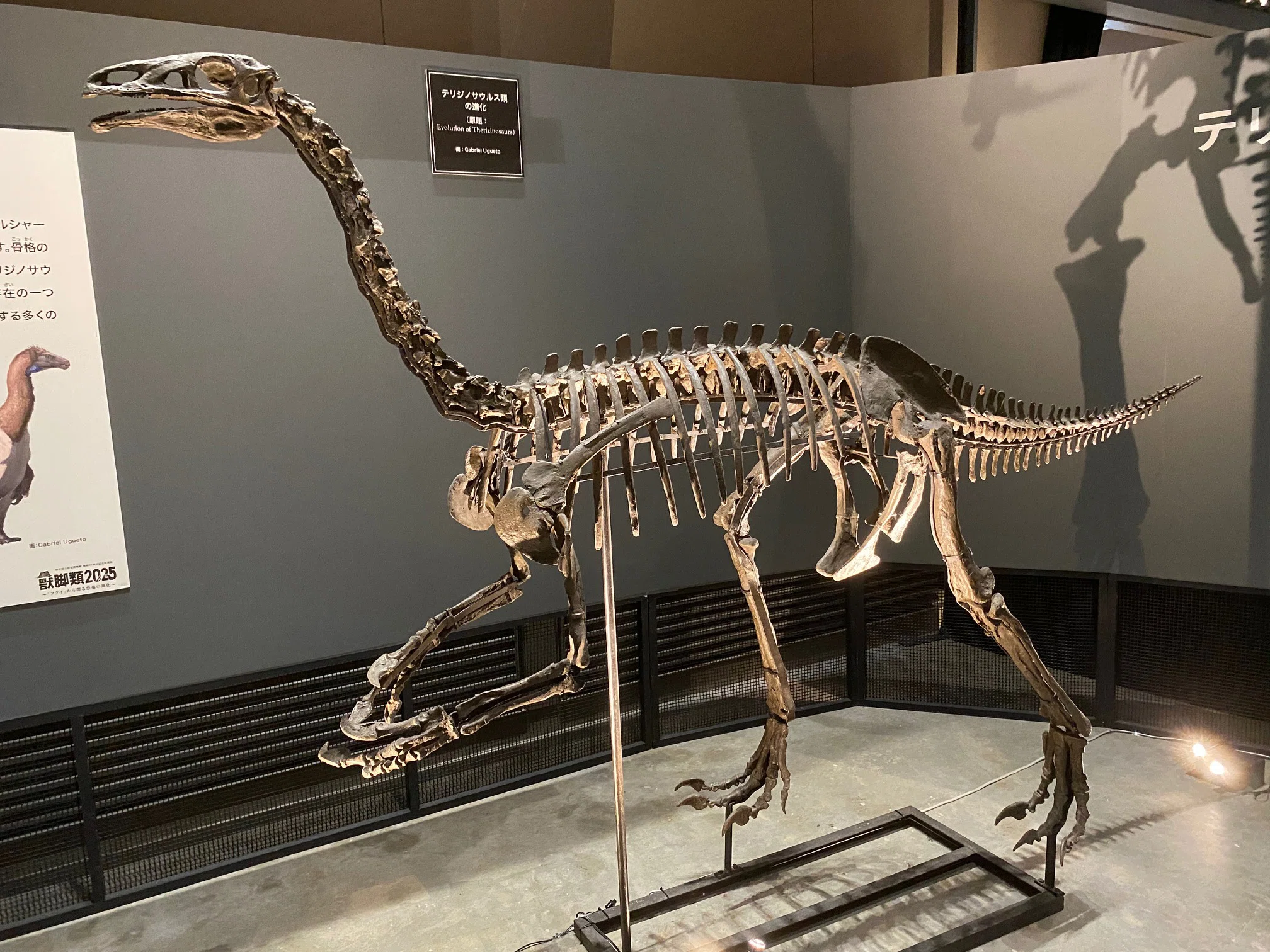 2025 特別展・獣脚類（3）｜theropodさん