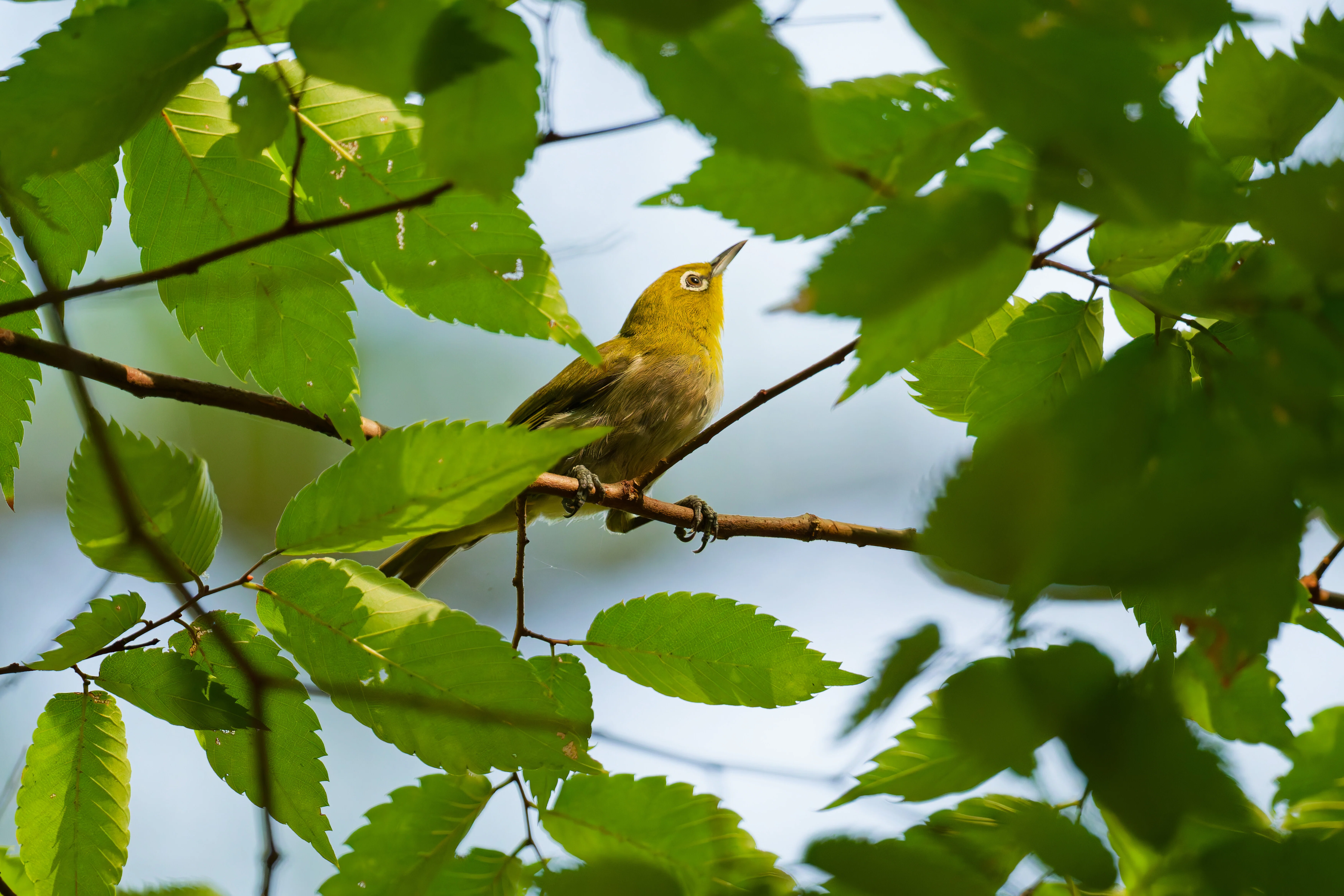 野鳥撮影初心者の体験談】シグマ150-600mmを買って大正解だった話｜SHU